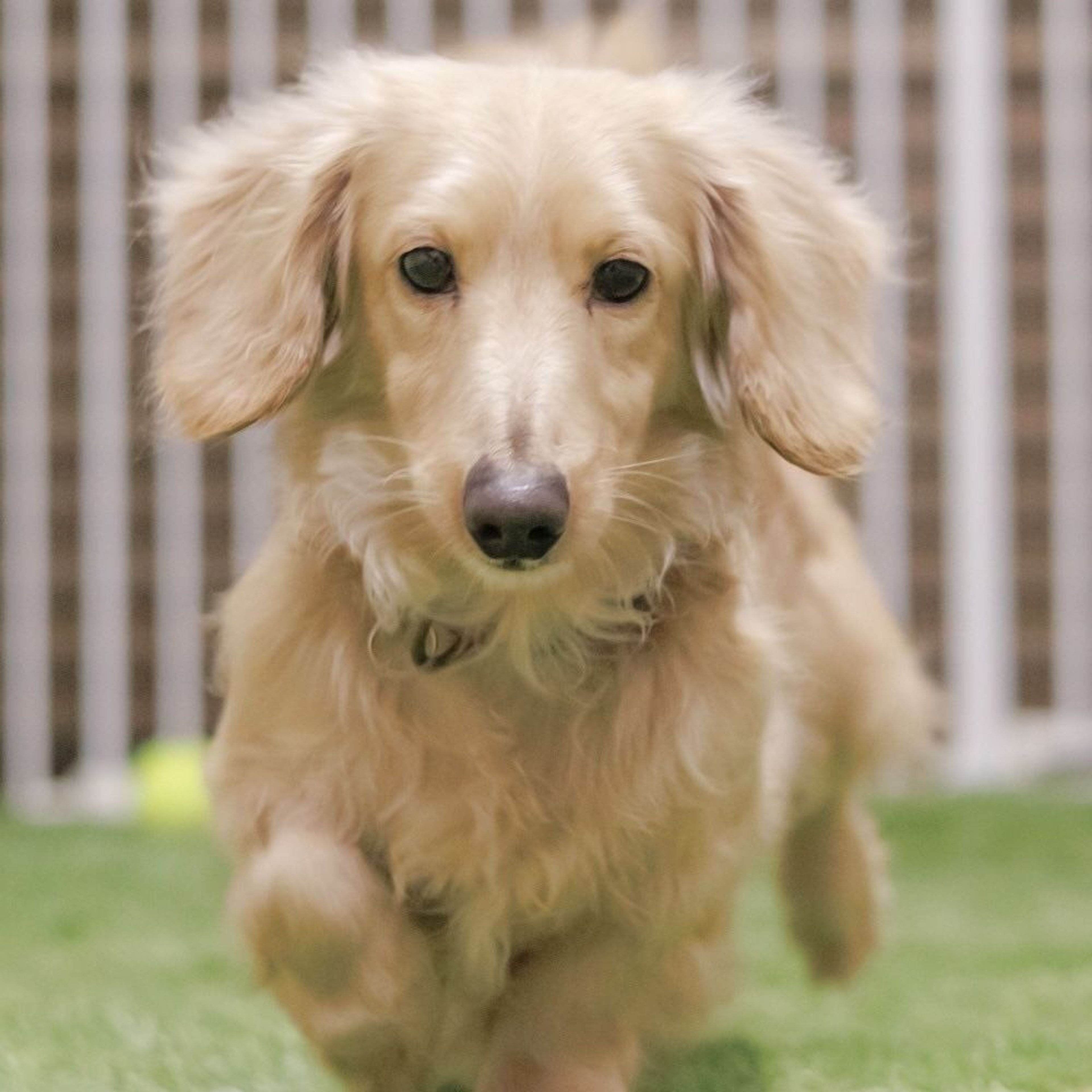 pet-image-7