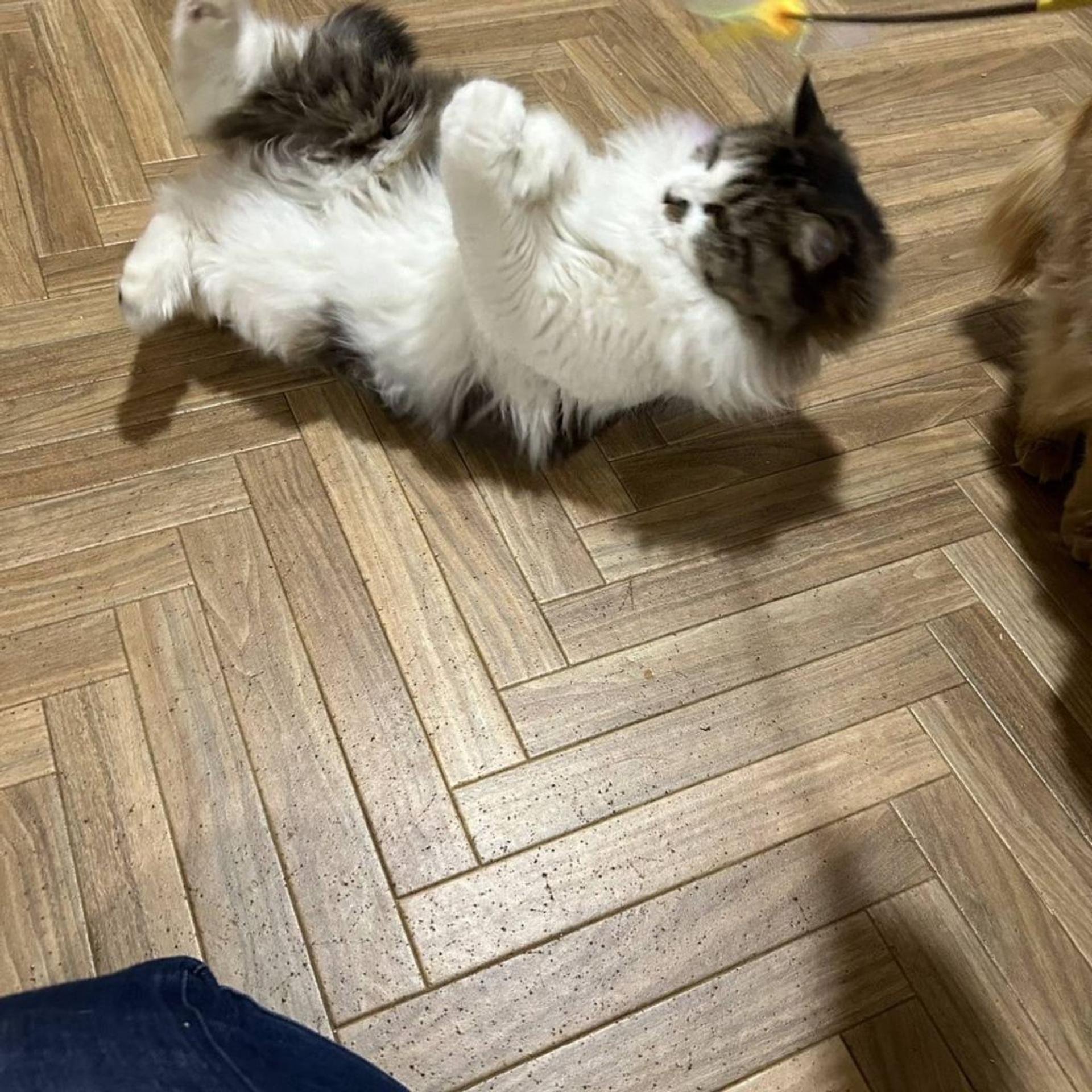 pet-image-6