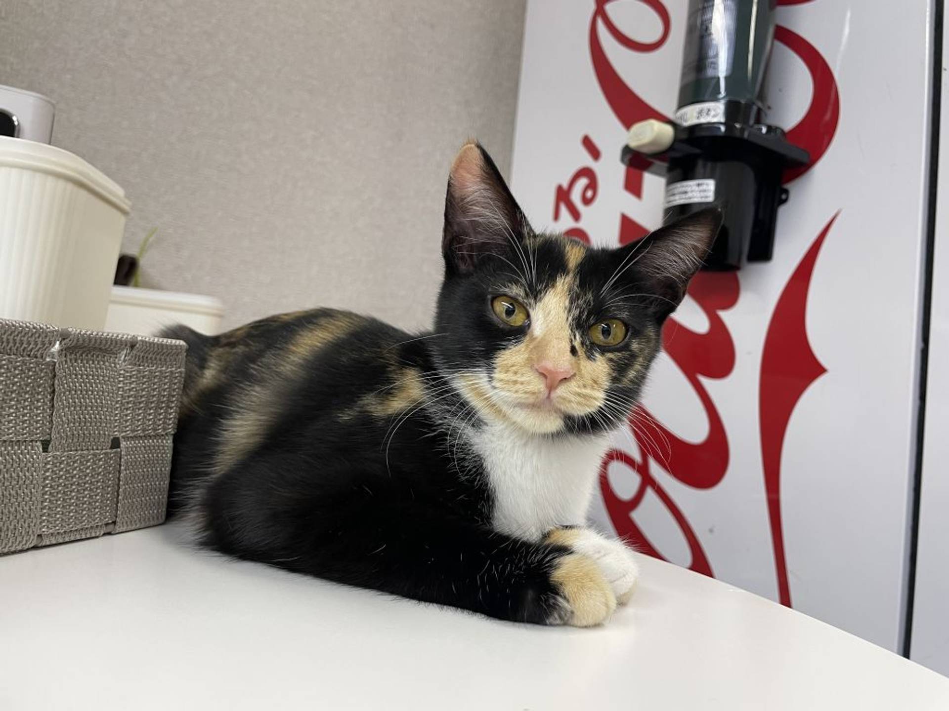 雑種（ミックス猫）・メスの里親募集の写真