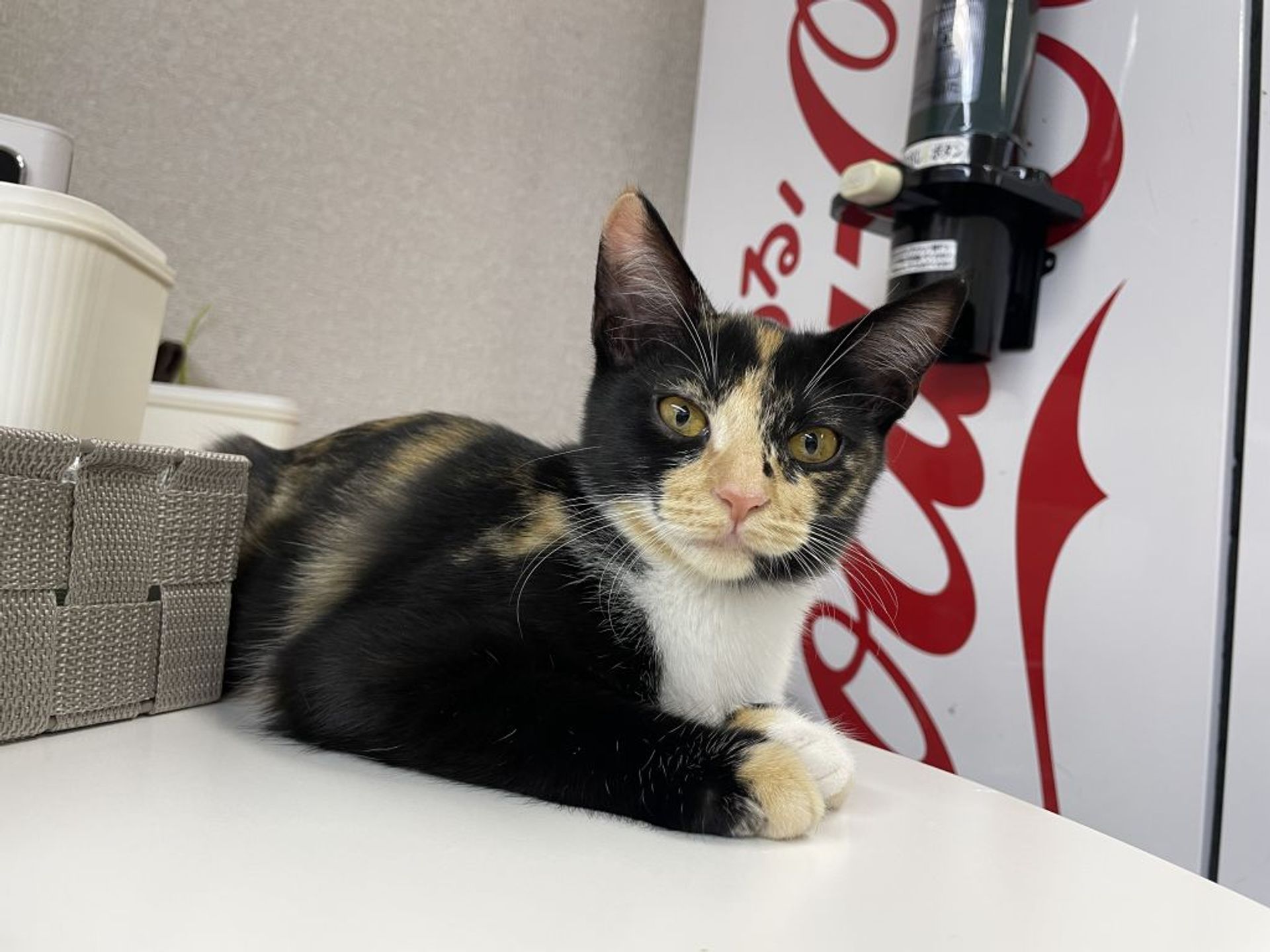 雑種（ミックス猫）・メスの里親募集の写真
