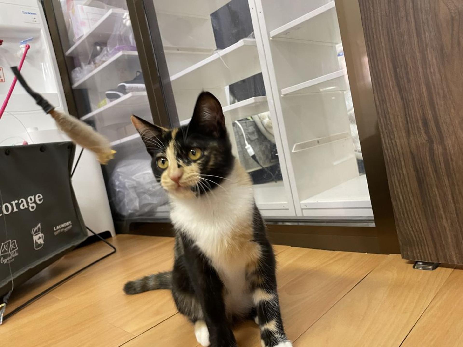pet-image-2