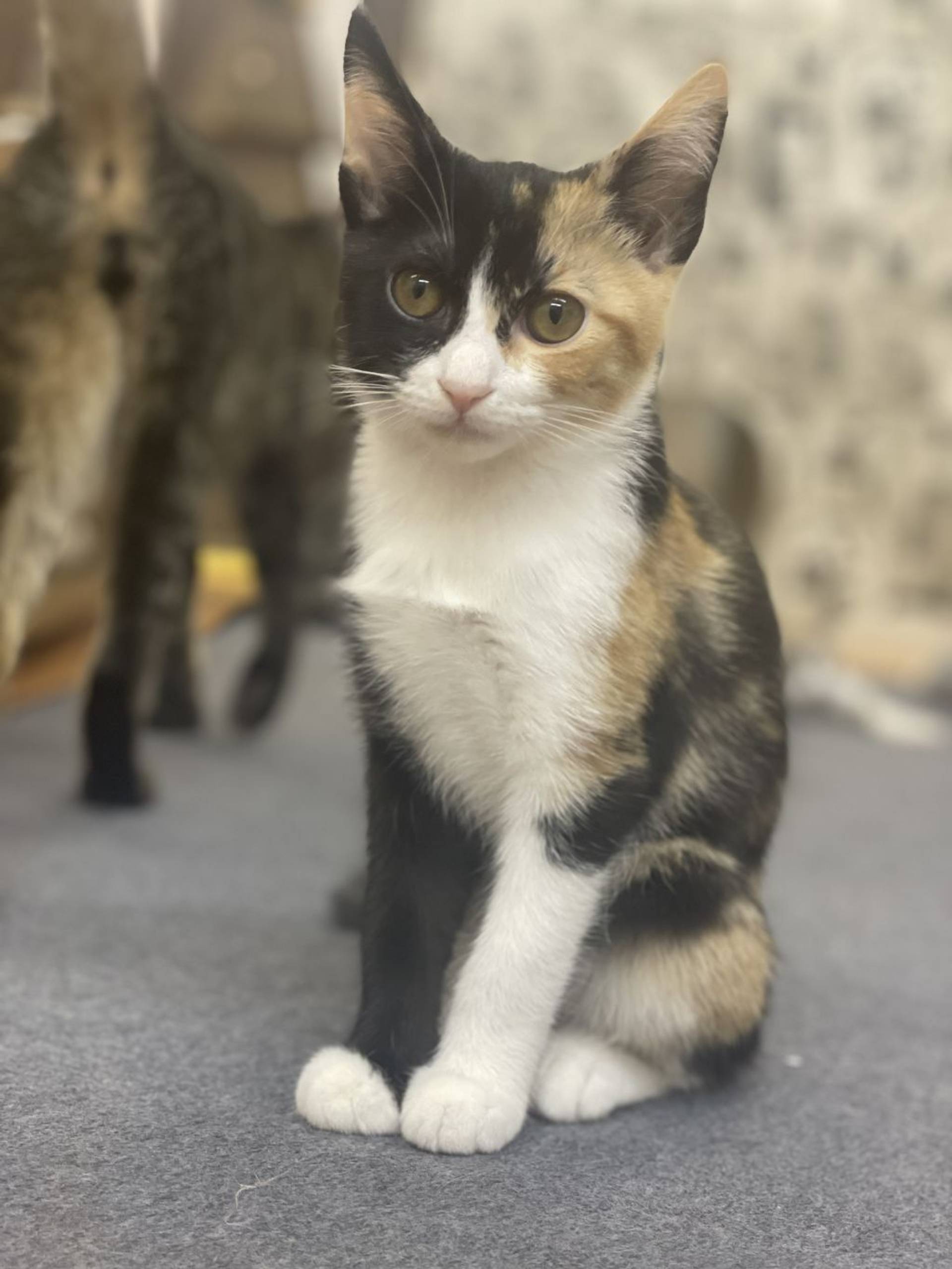 雑種（ミックス猫）・メスの里親募集の写真