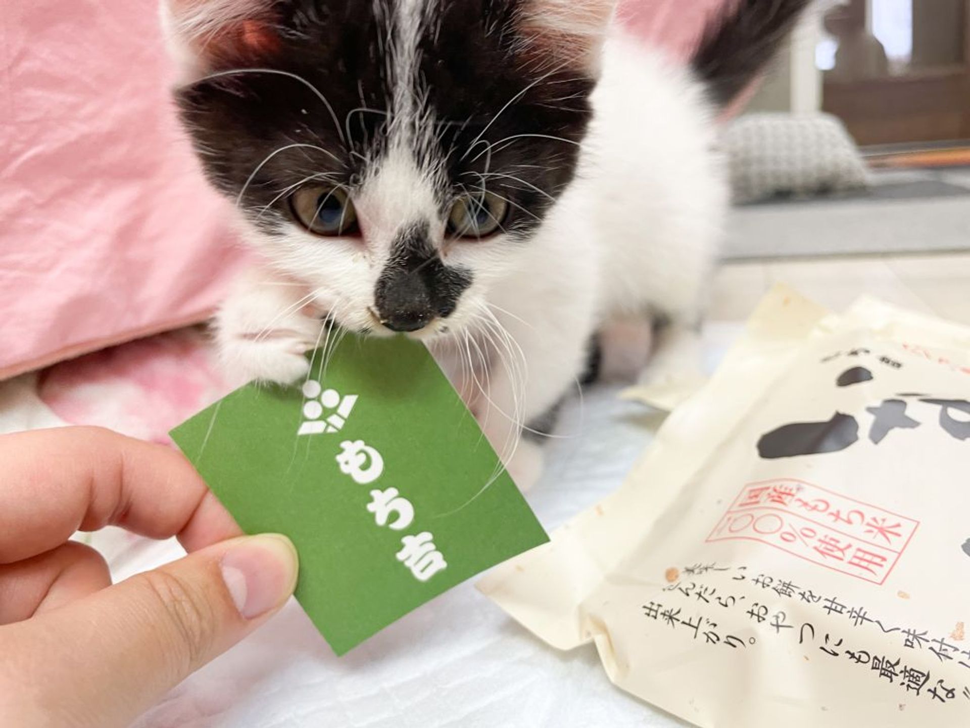 雑種（ミックス猫）・オスの里親募集の写真