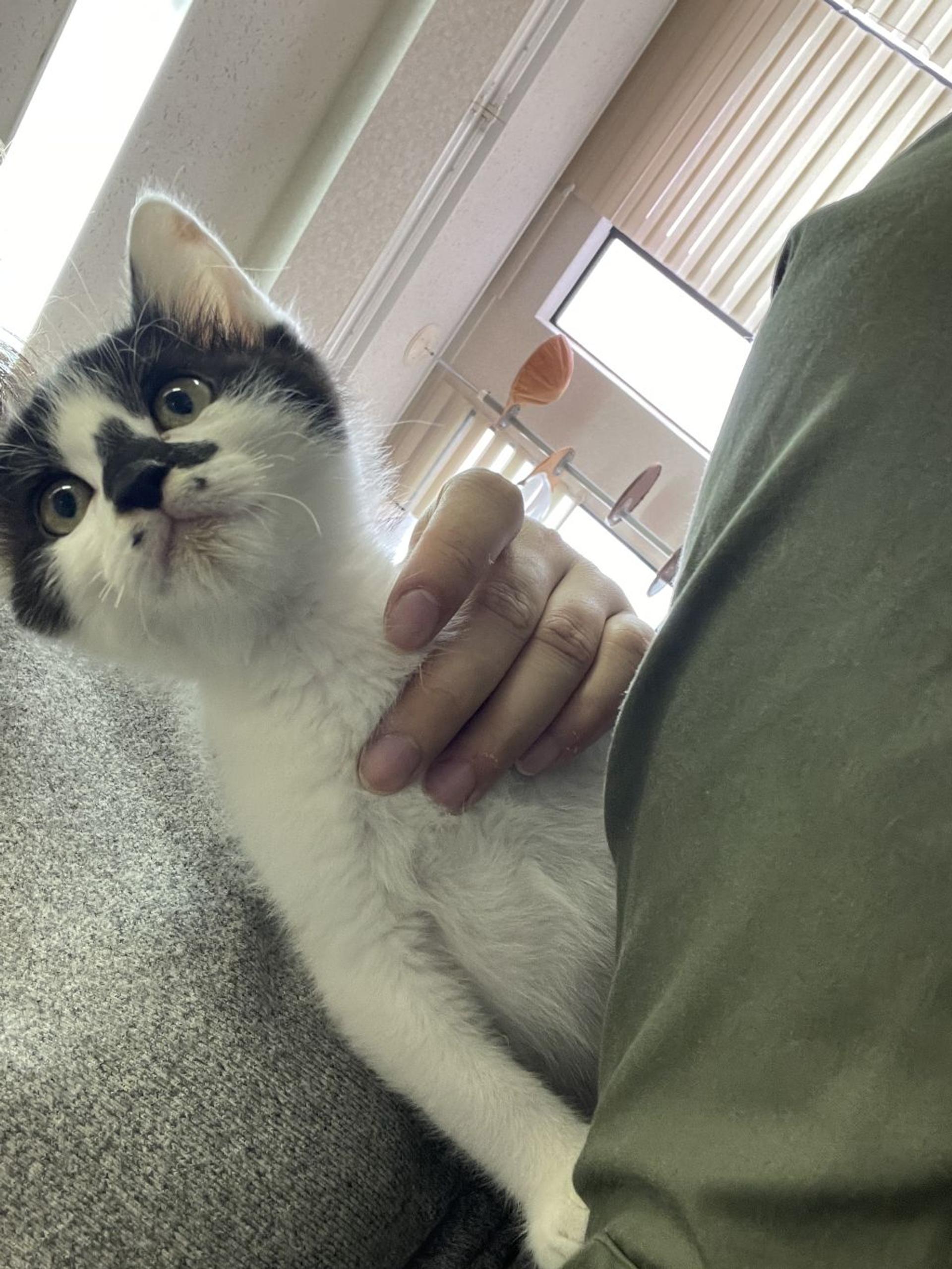 pet-image-2