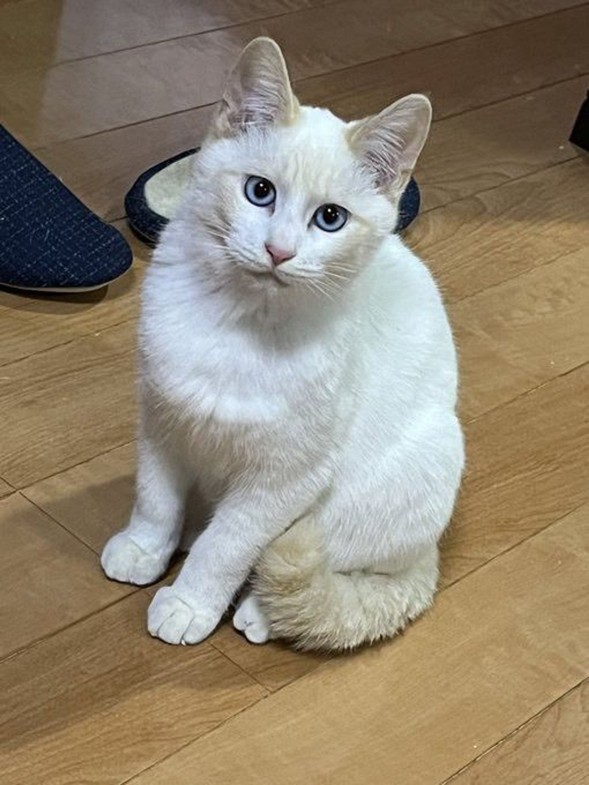 雑種（ミックス猫）・オスの里親募集の写真