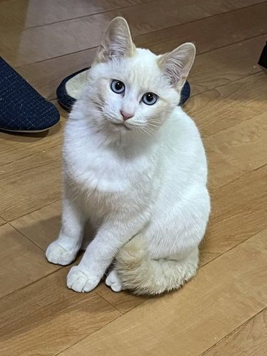 おもち