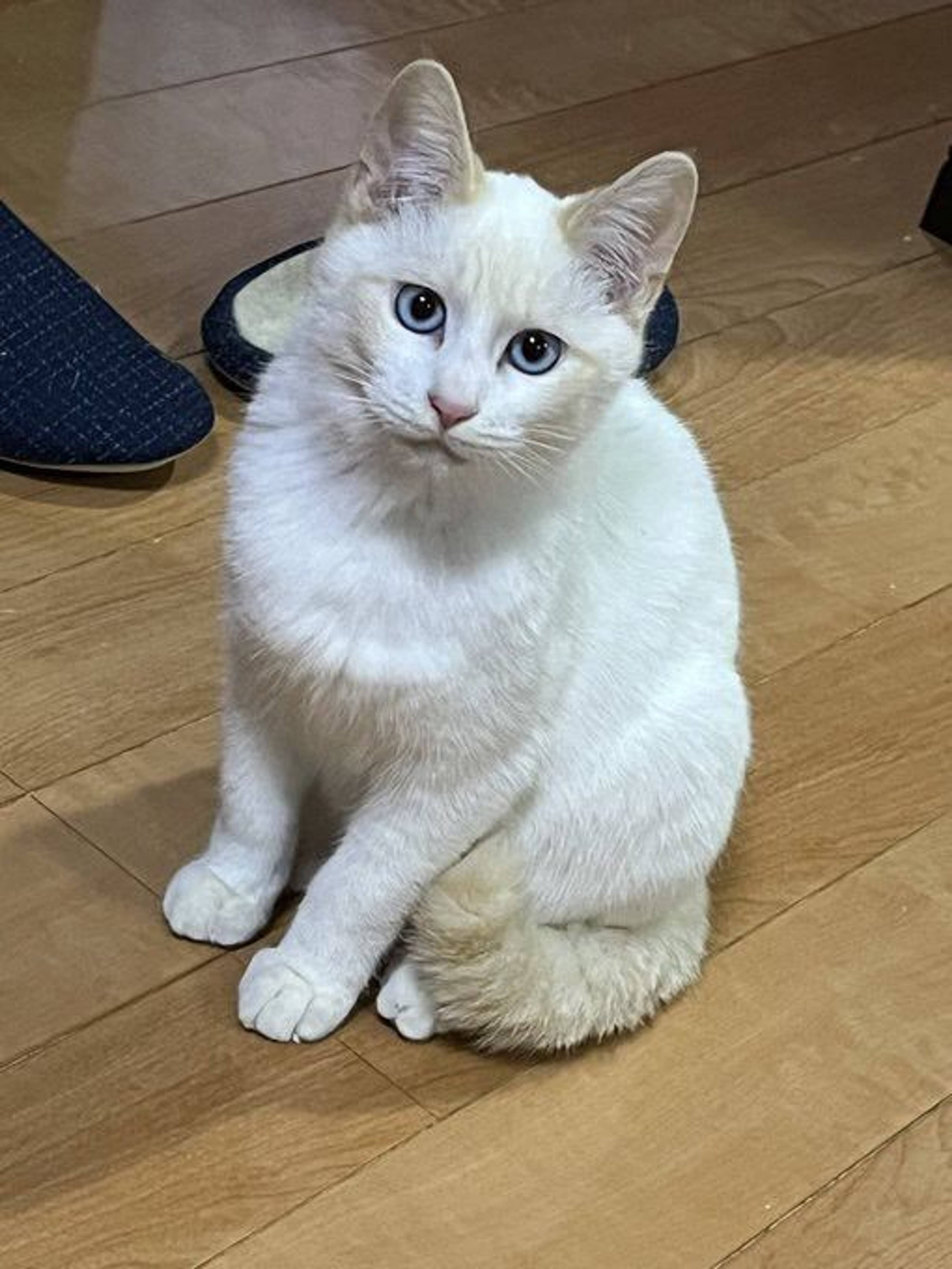 雑種（ミックス猫）・オスの里親募集の写真