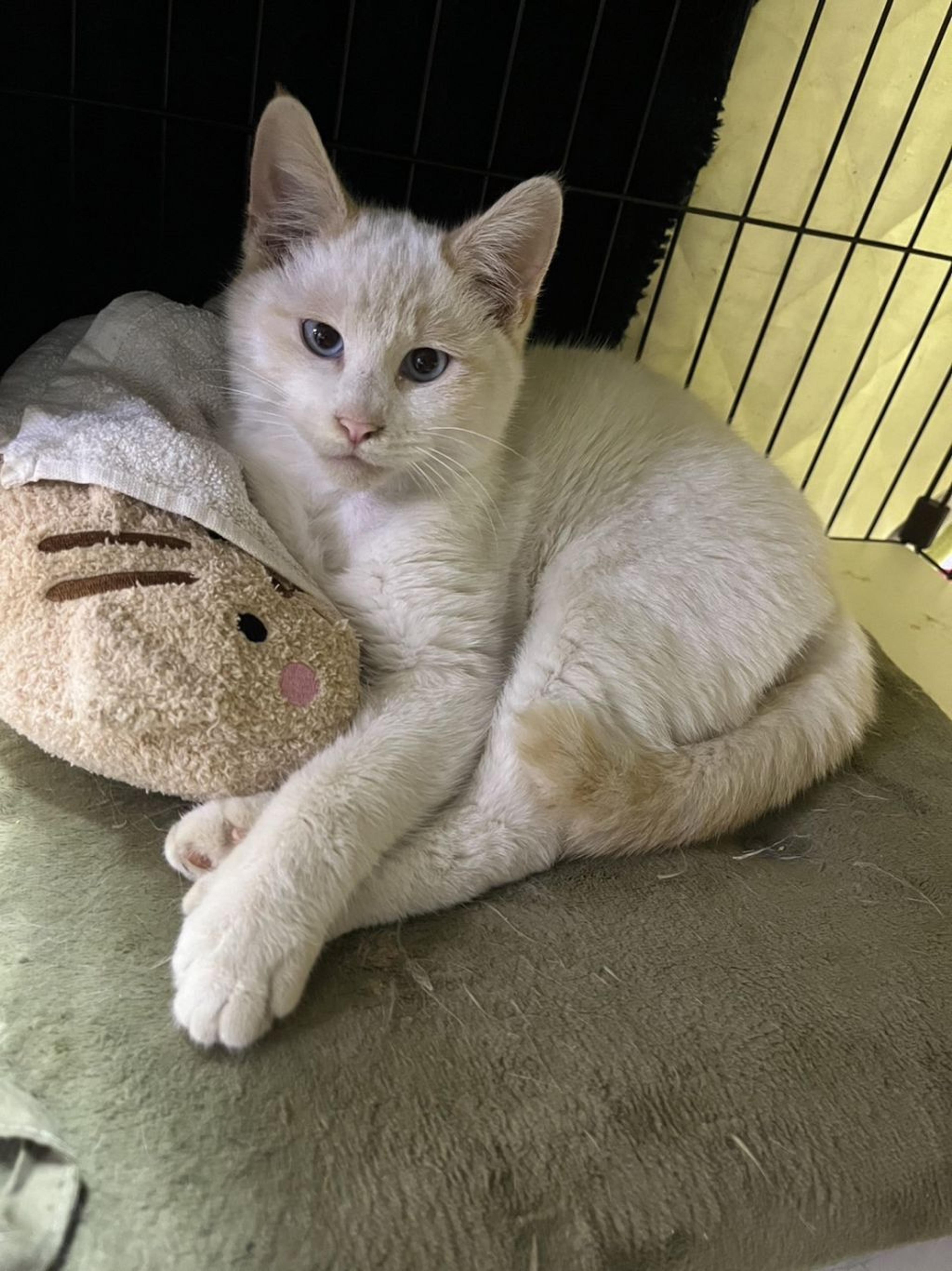 pet-image-2