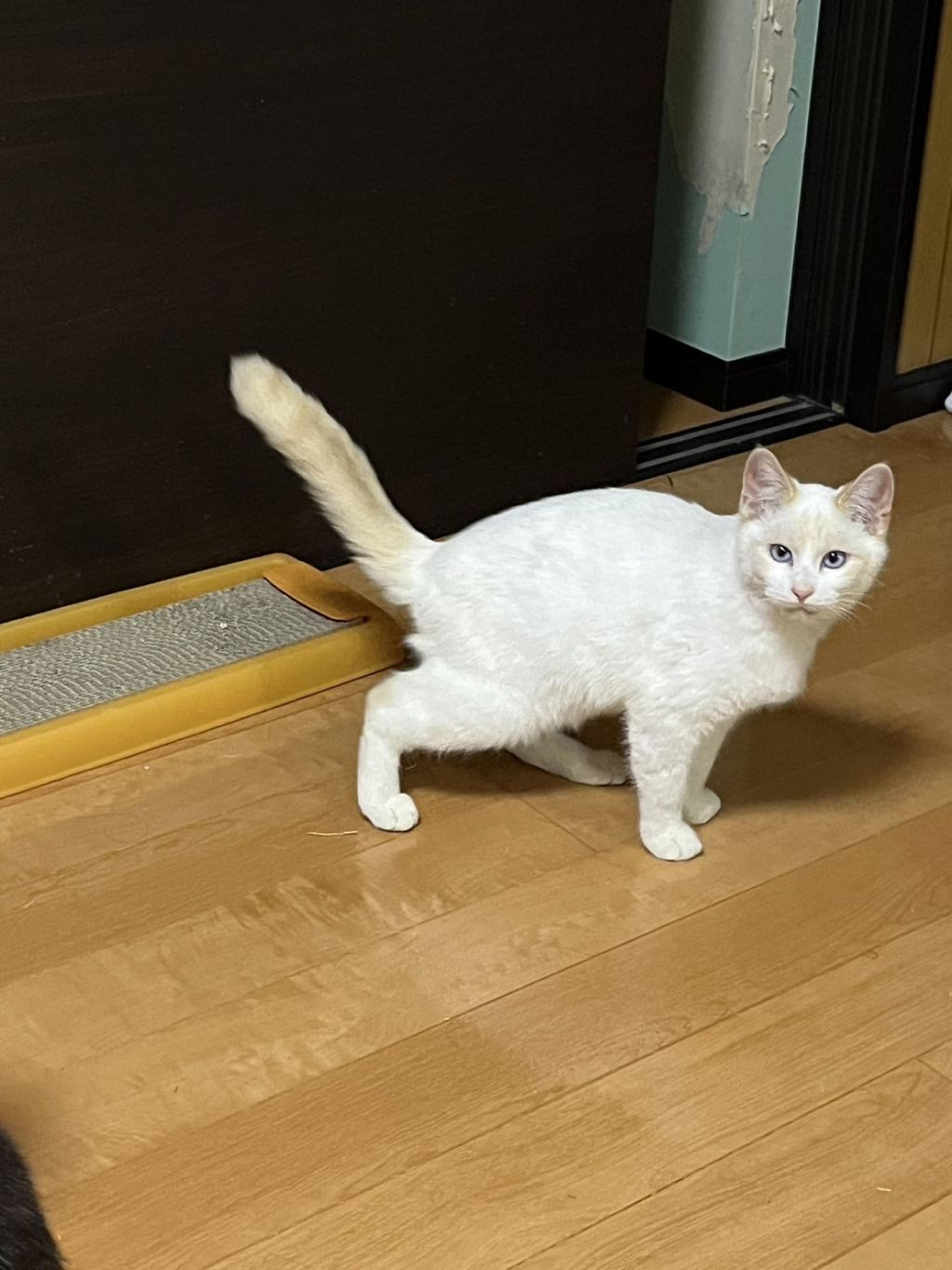 pet-image-3
