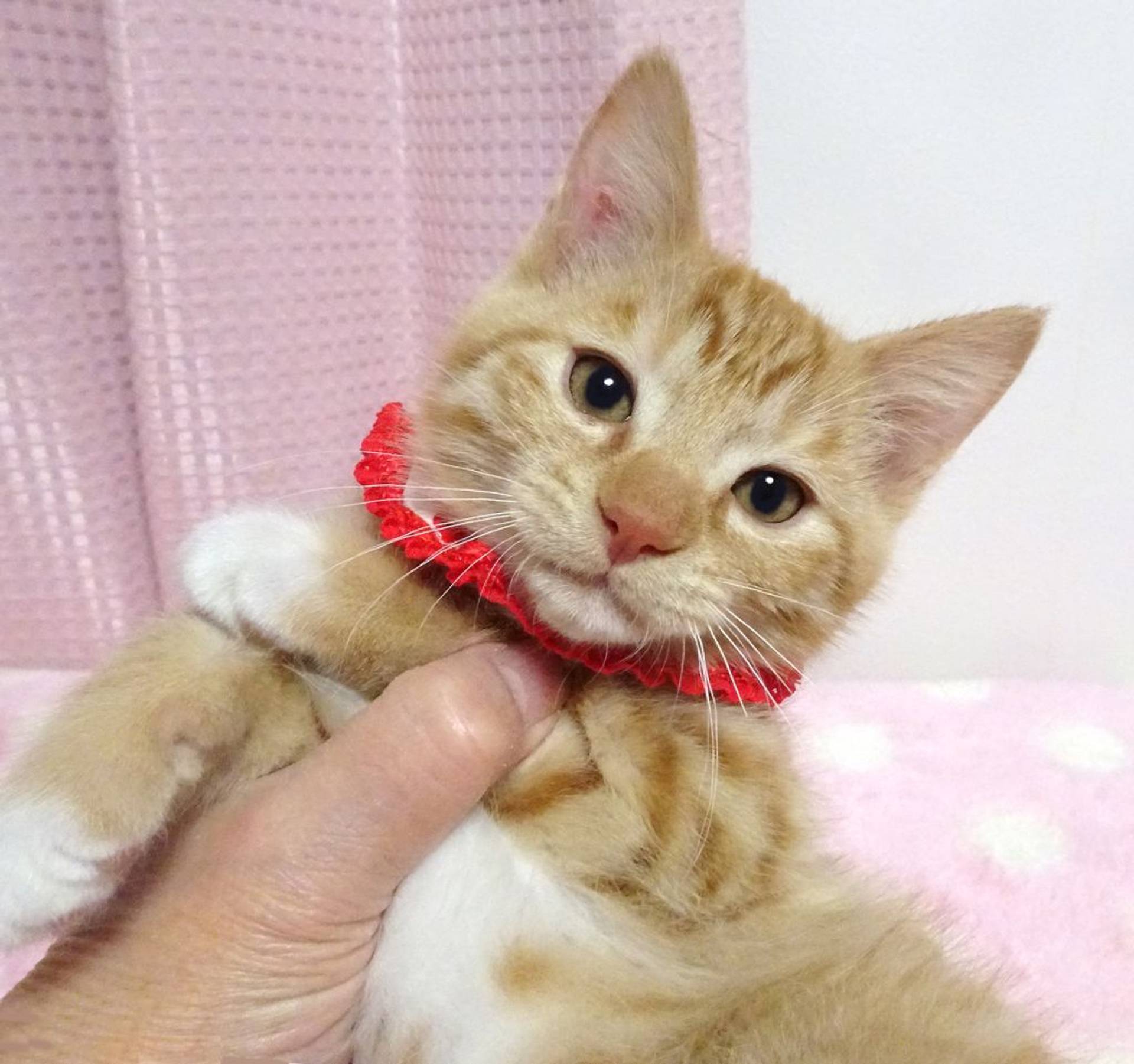 雑種（ミックス猫）・メスの里親募集の写真