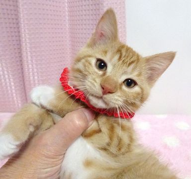 チャコちゃんの写真