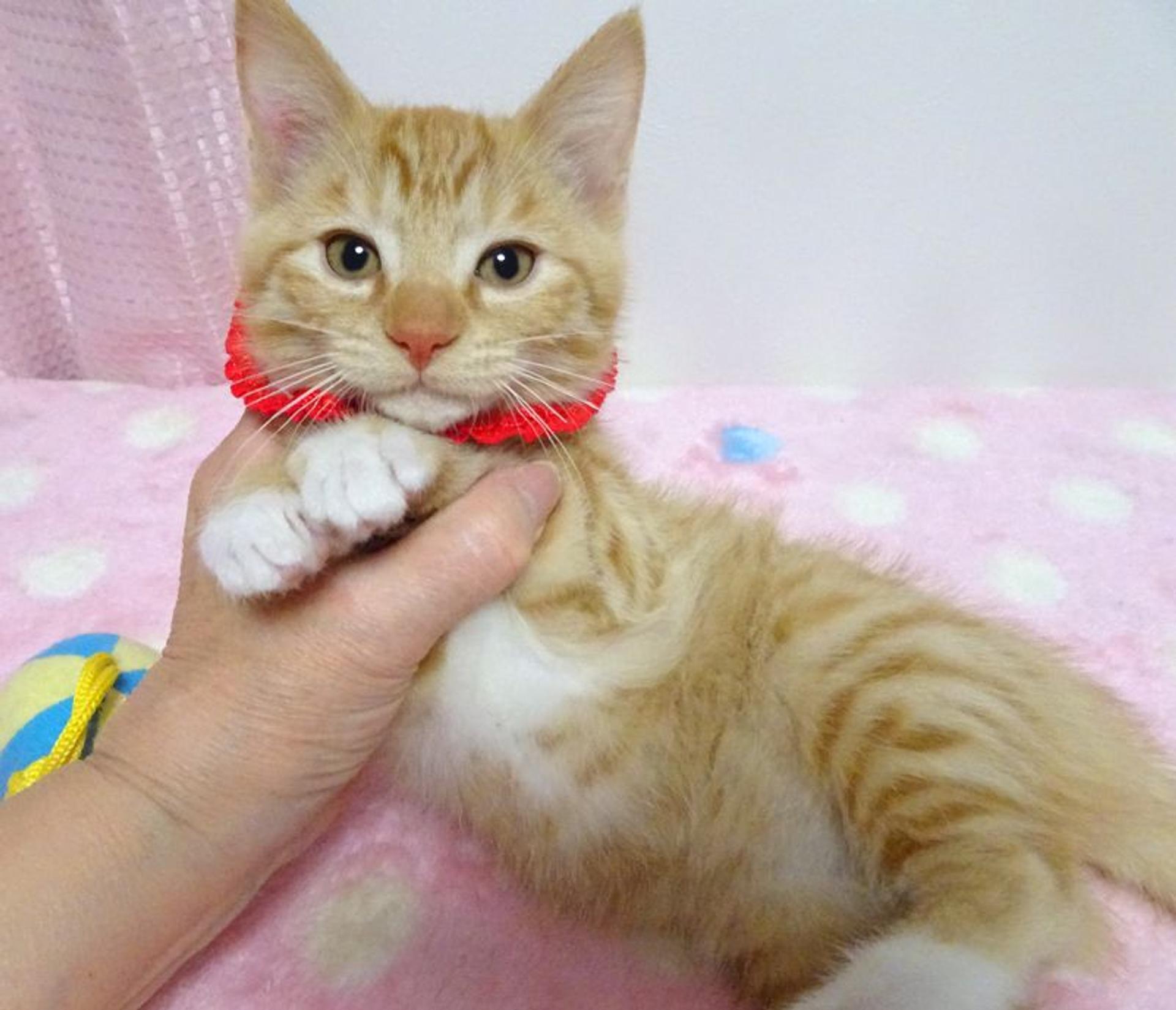 pet-image-2