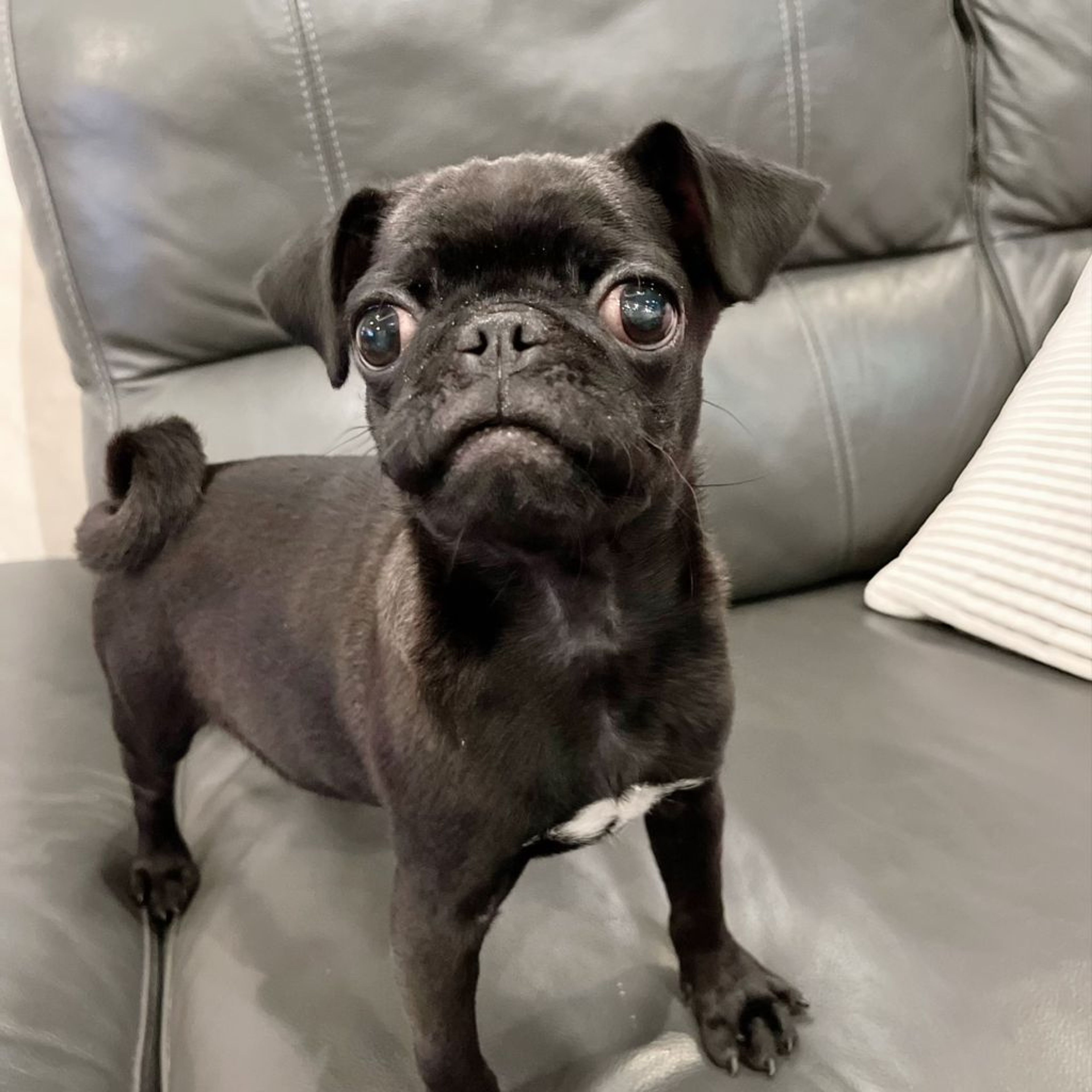 pet-image-3