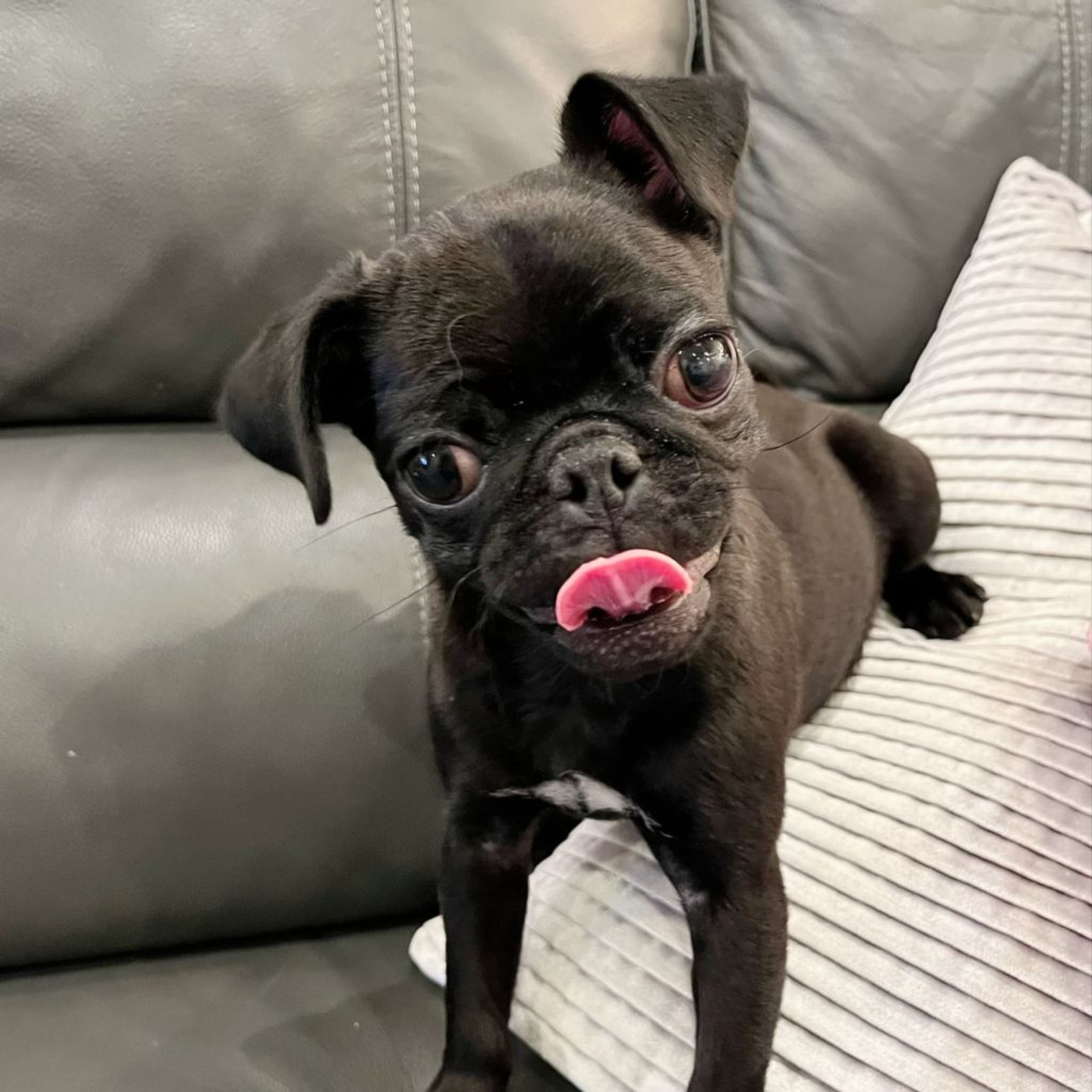 pet-image-4