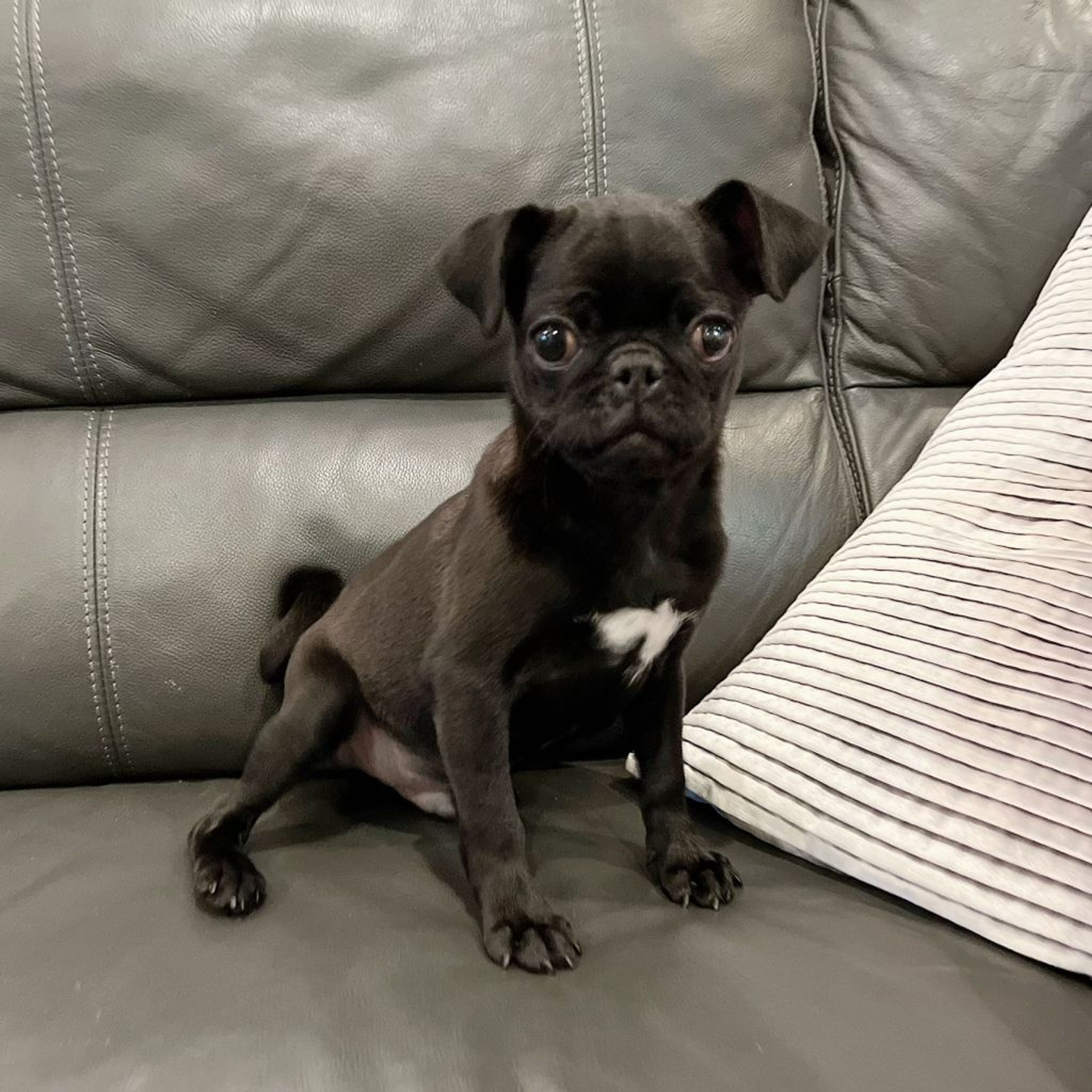 pet-image-6