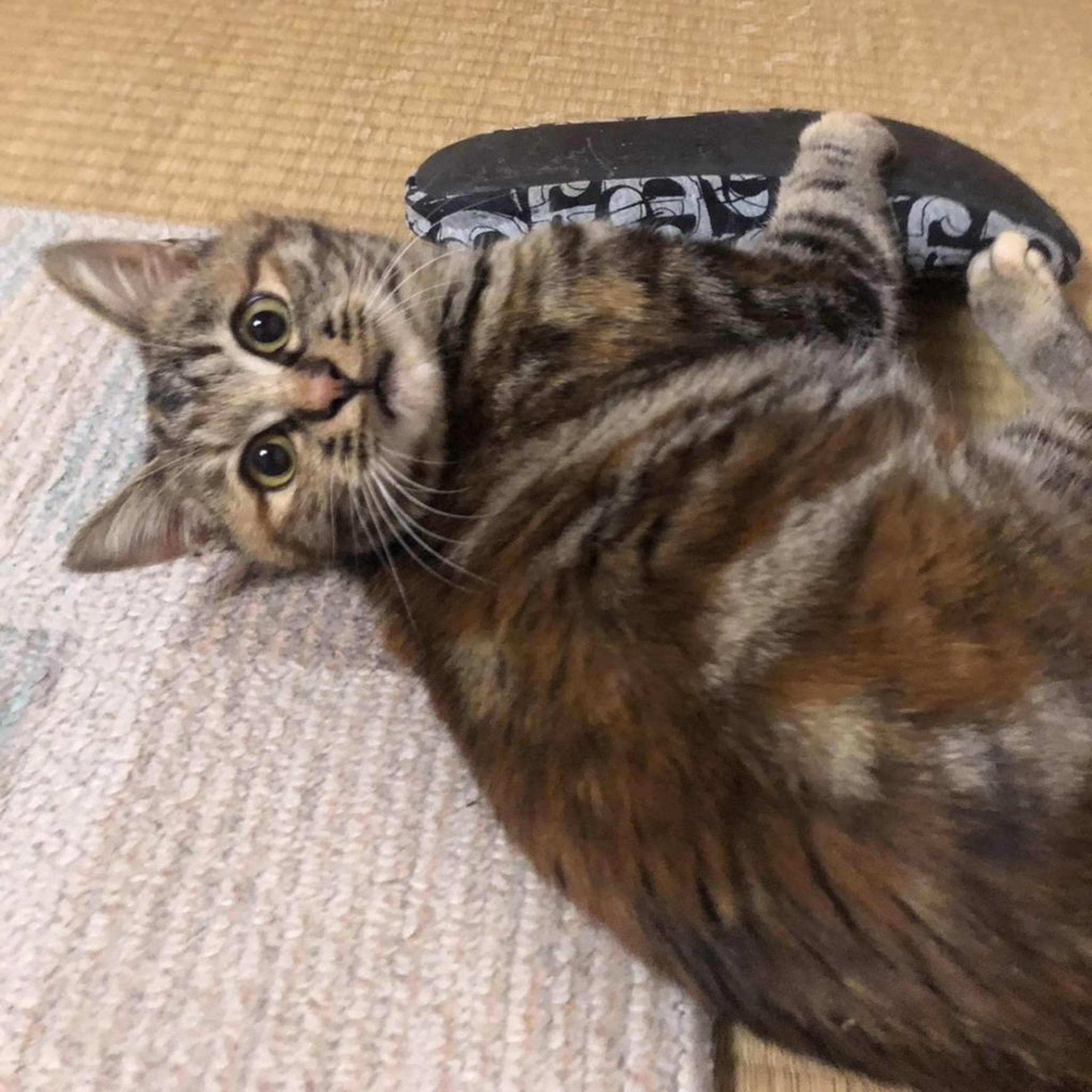 雑種（ミックス猫）・メスの里親募集の写真