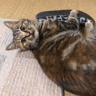 ぴーの写真