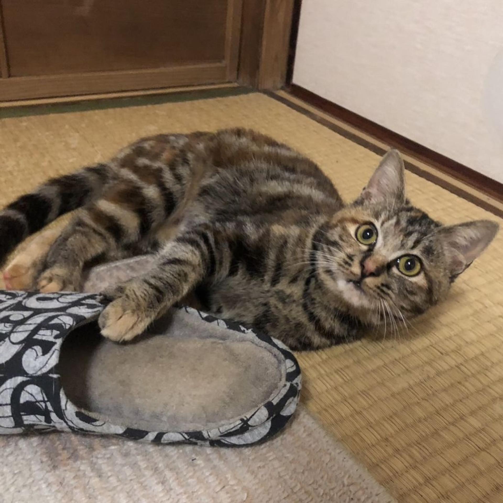 pet-image-2