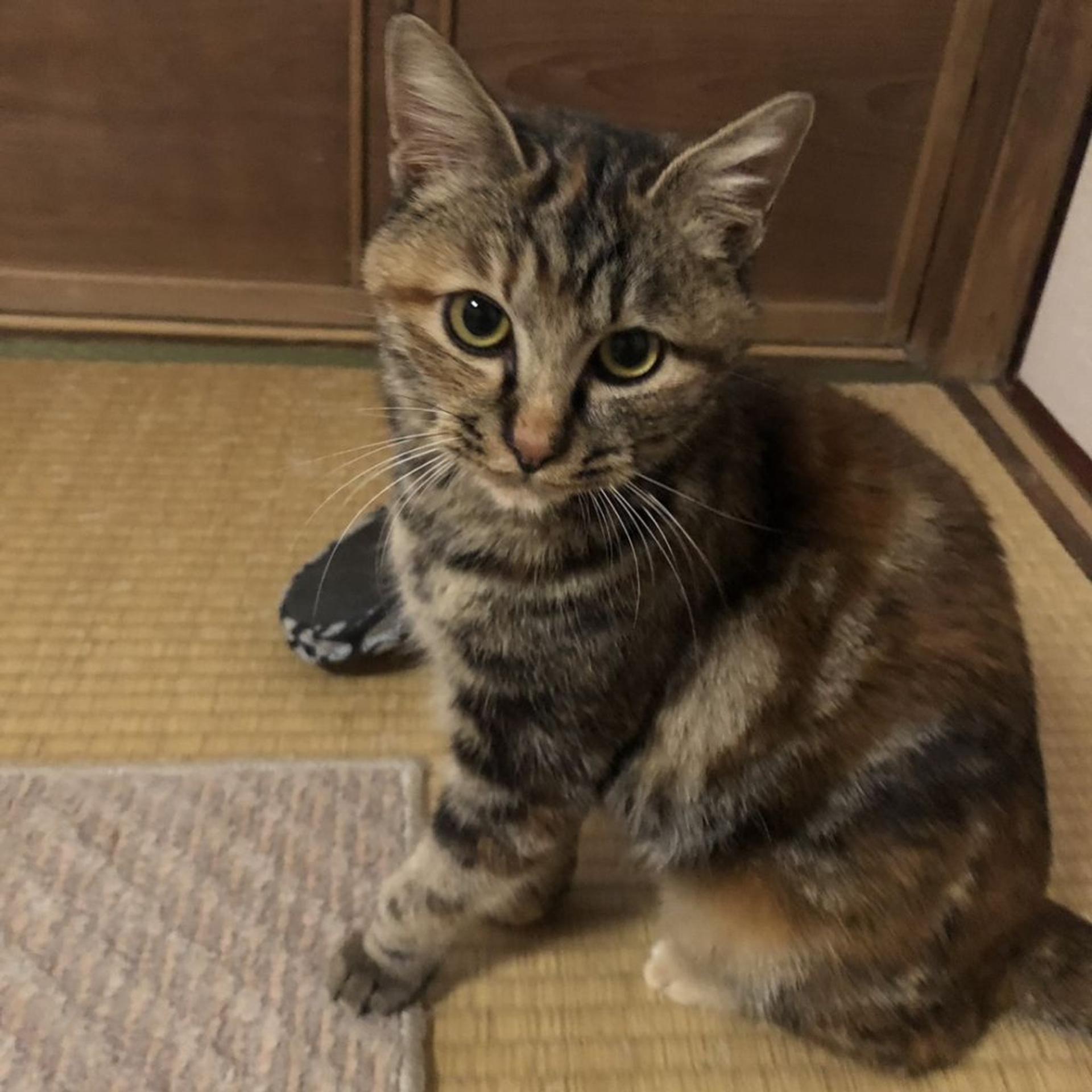pet-image-9