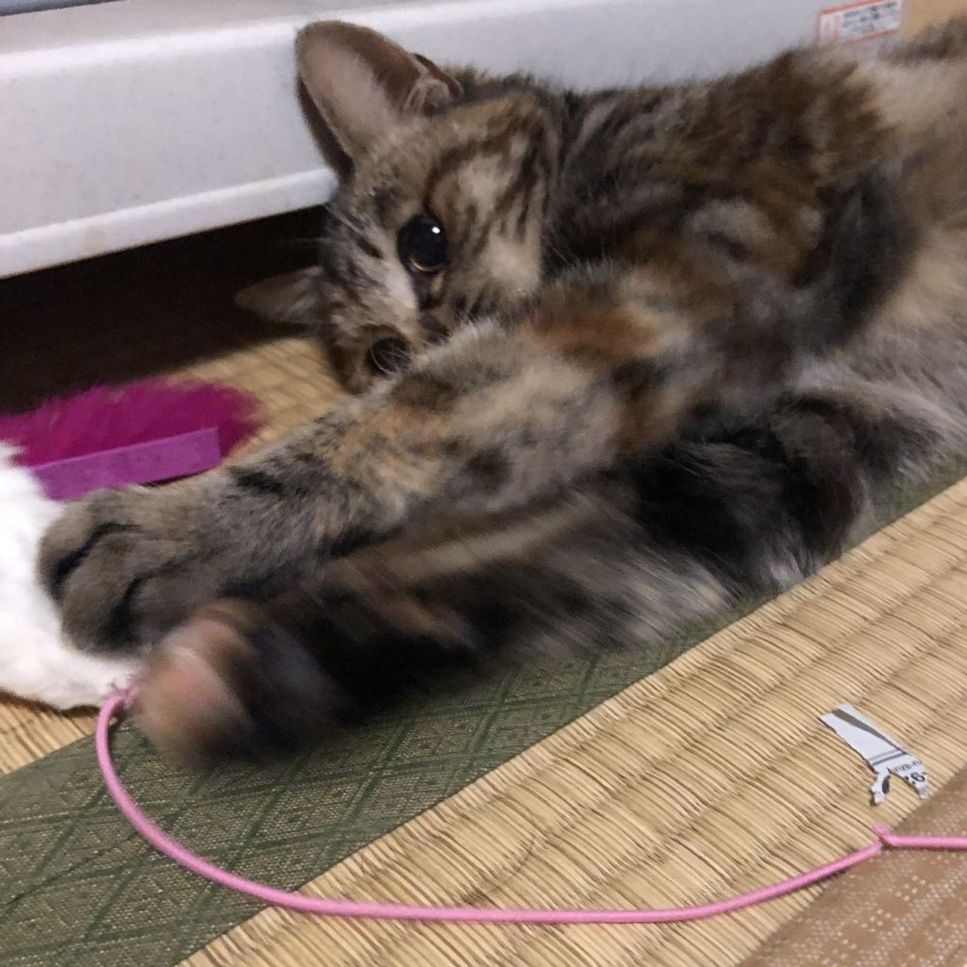 pet-image-10