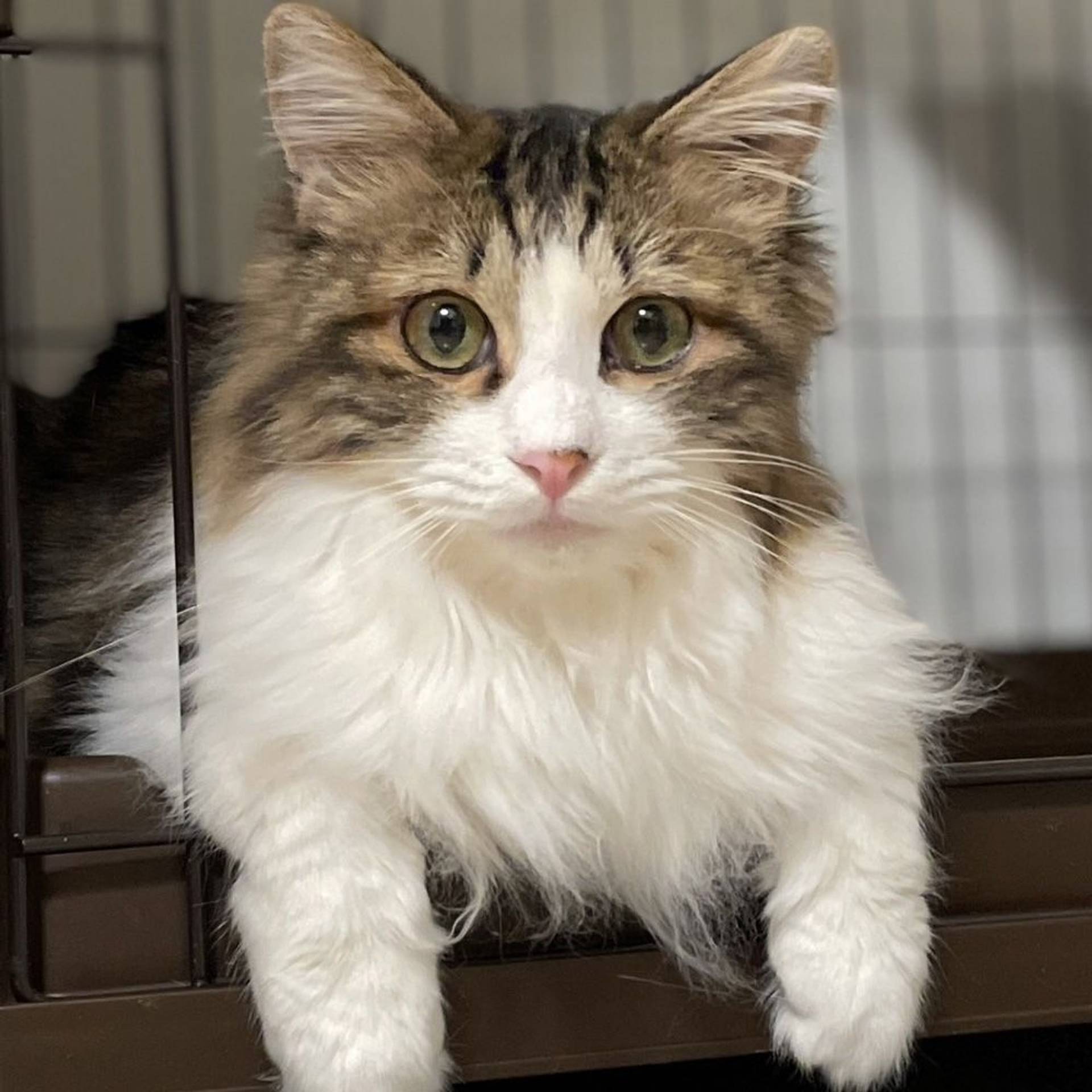 雑種（ミックス猫）・オスの里親募集の写真