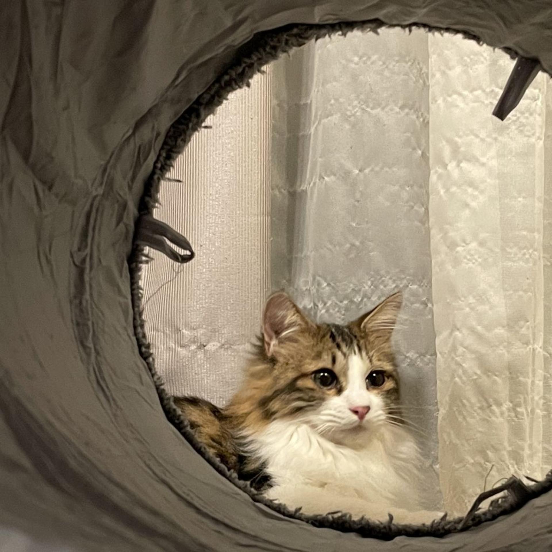 pet-image-3