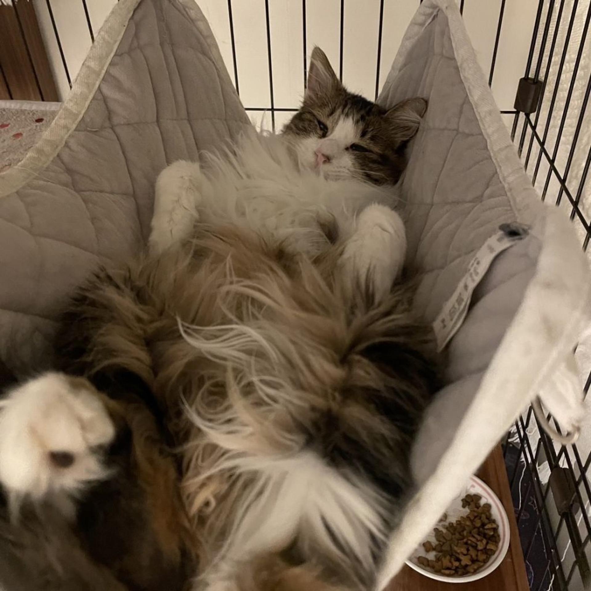 pet-image-5