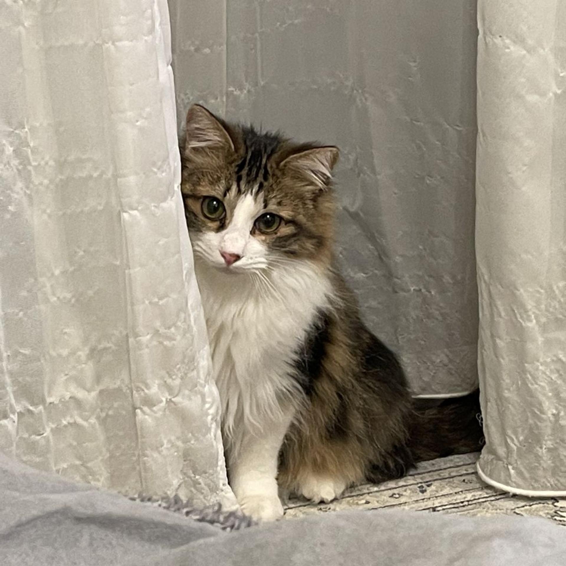 pet-image-8