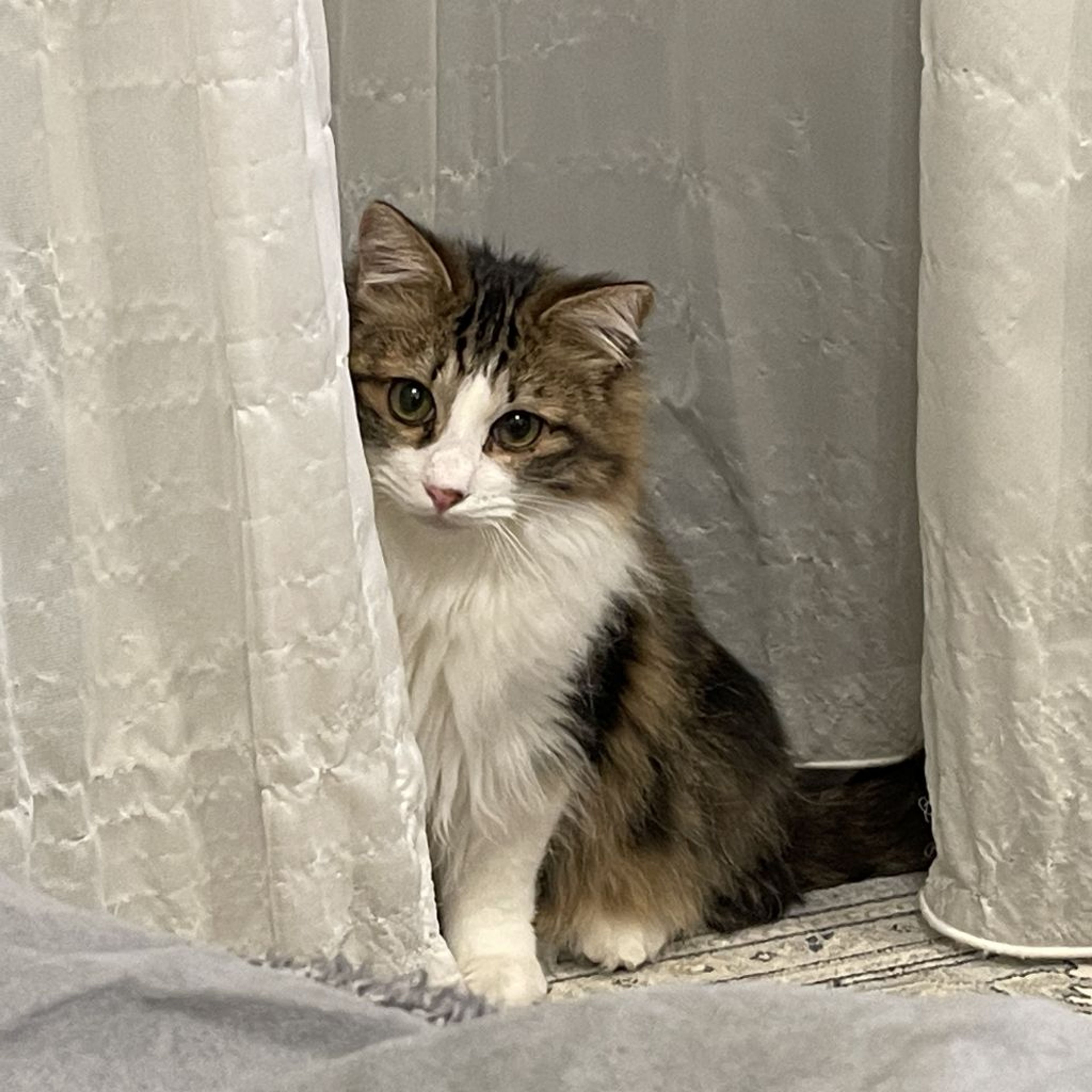 pet-image-8