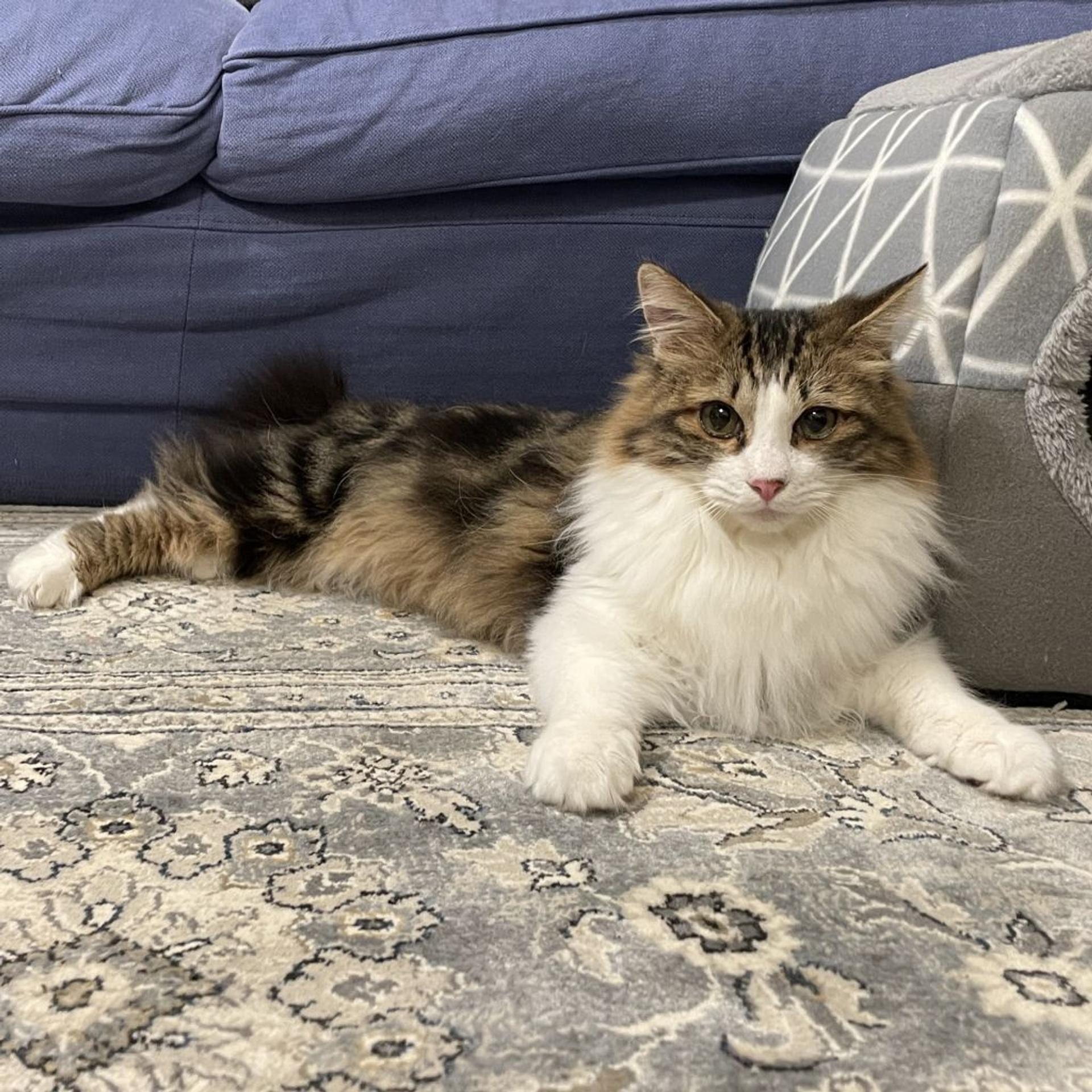 pet-image-9