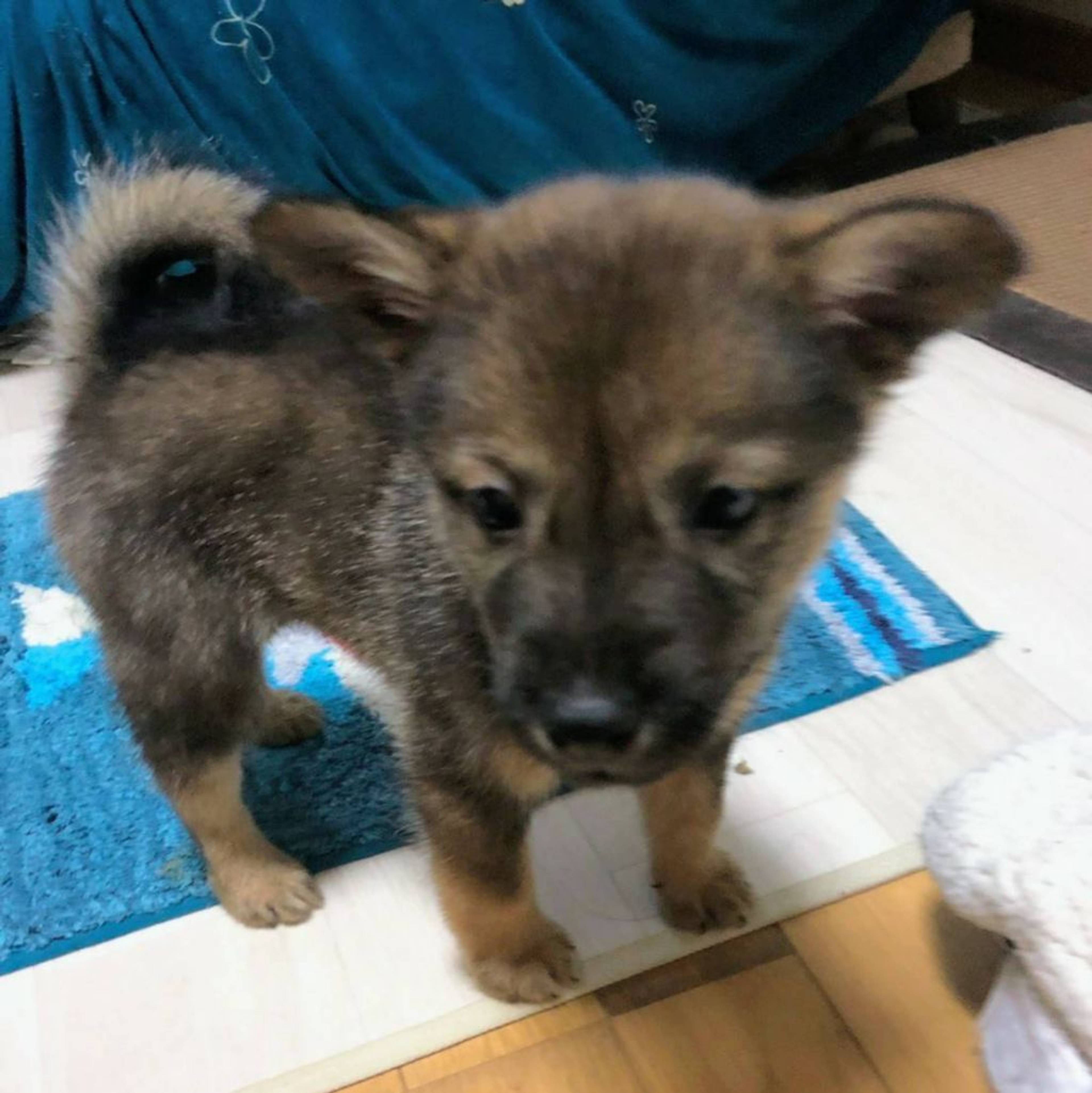 雑種（ミックス犬）・オスの里親募集の写真