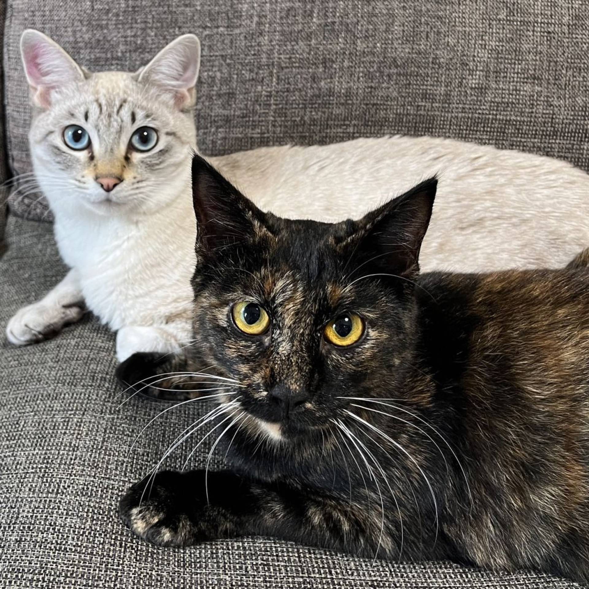 雑種（ミックス猫）・メスの里親募集の写真