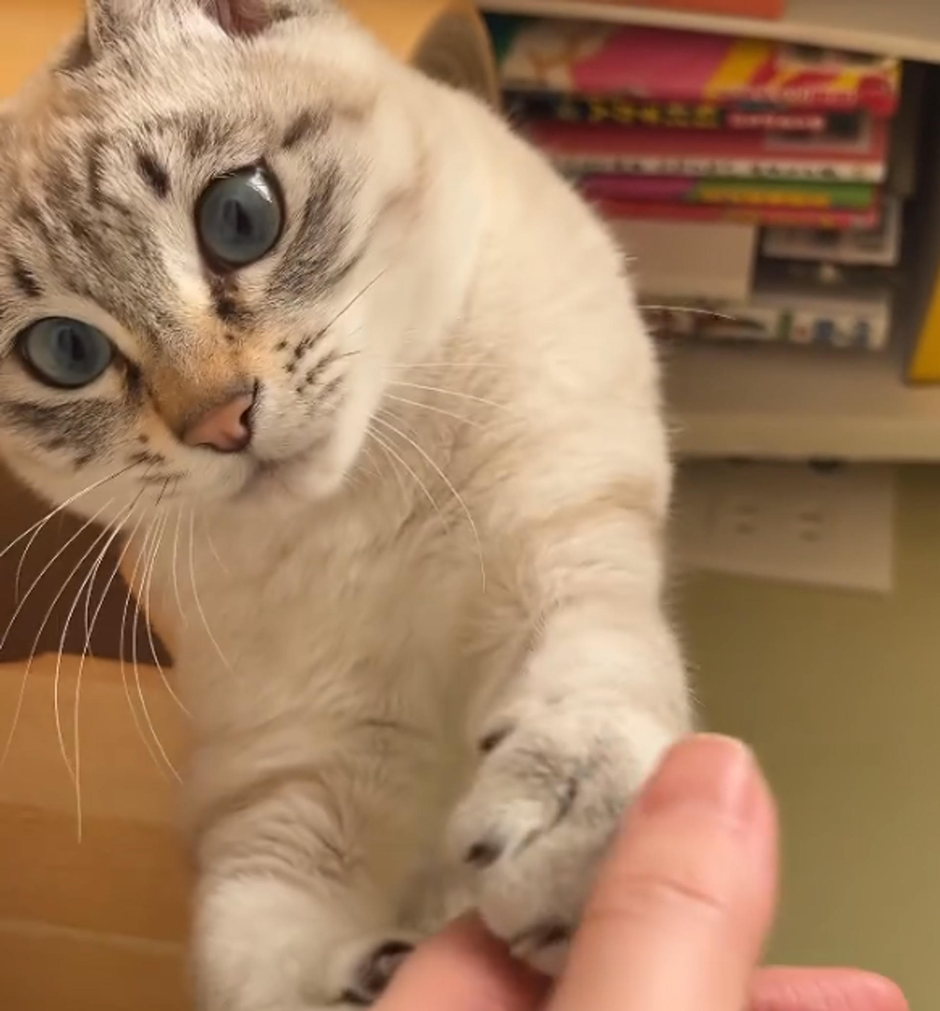 pet-image-3