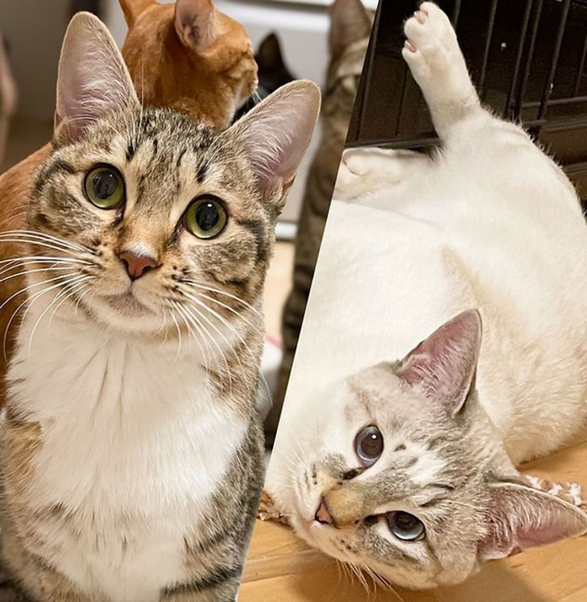 雑種（ミックス猫）・メスの里親募集の写真