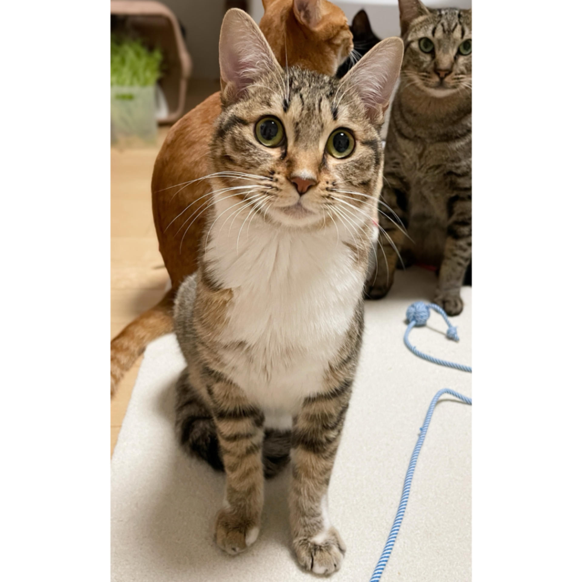 pet-image-3