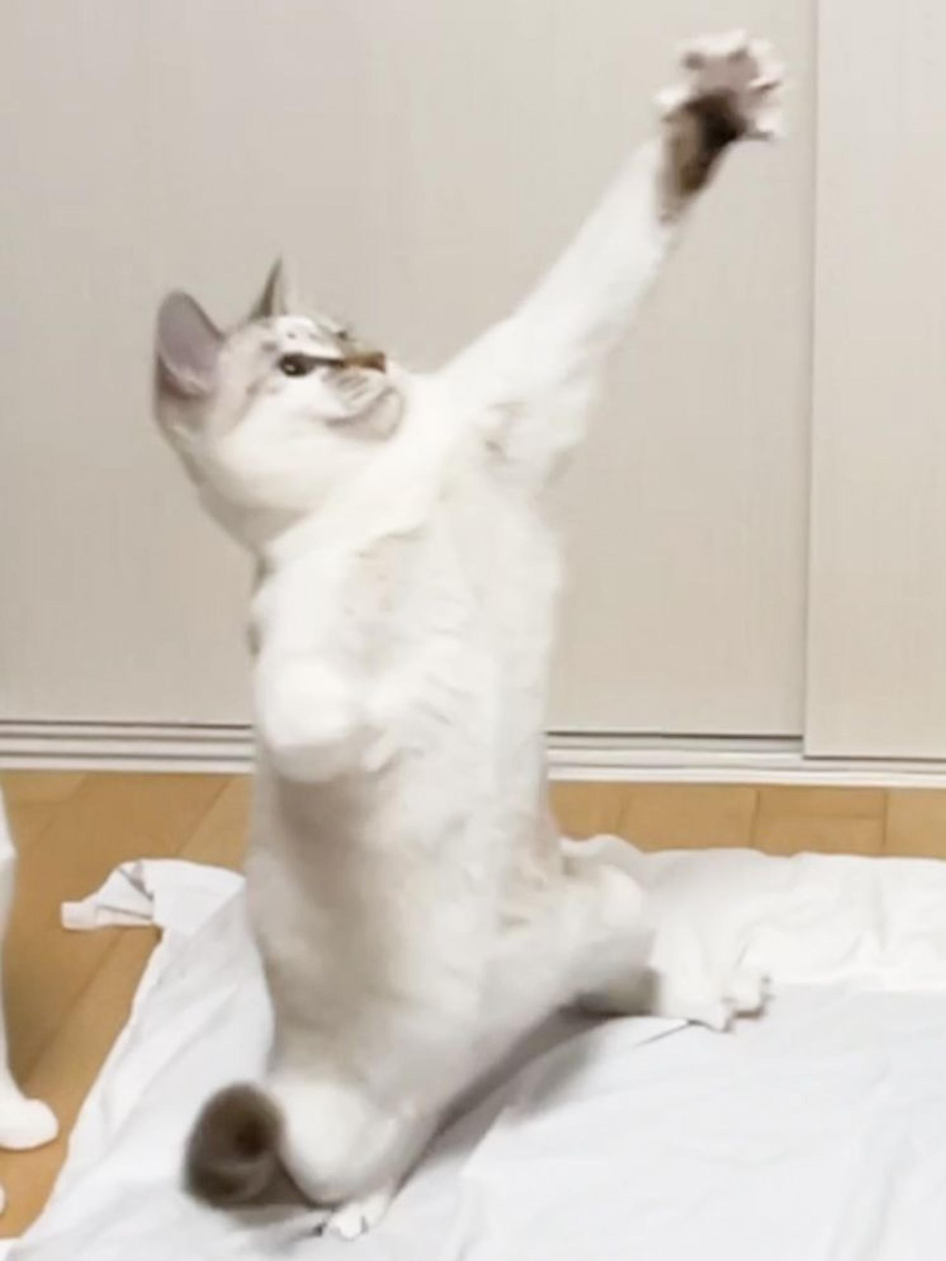 pet-image-5