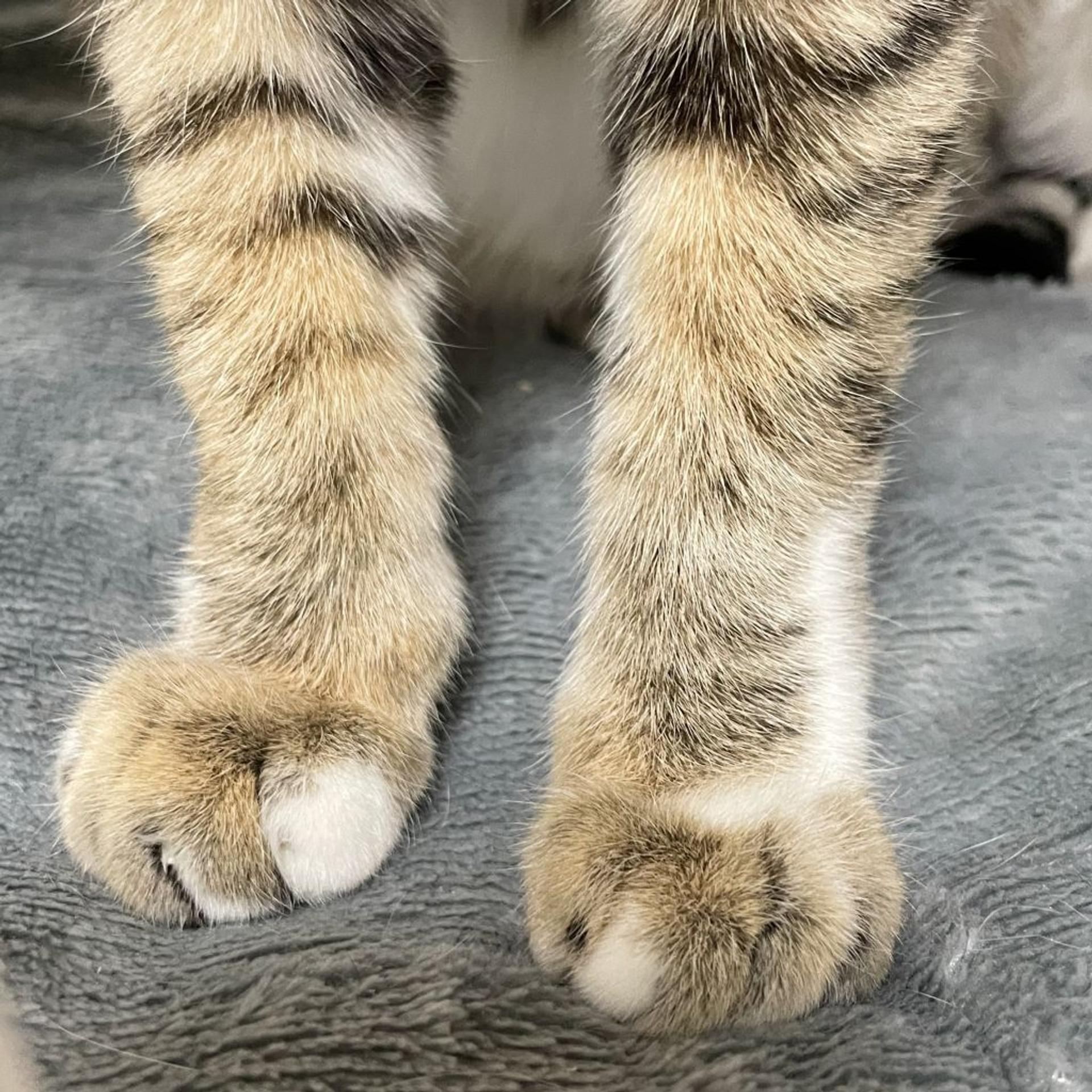 pet-image-8
