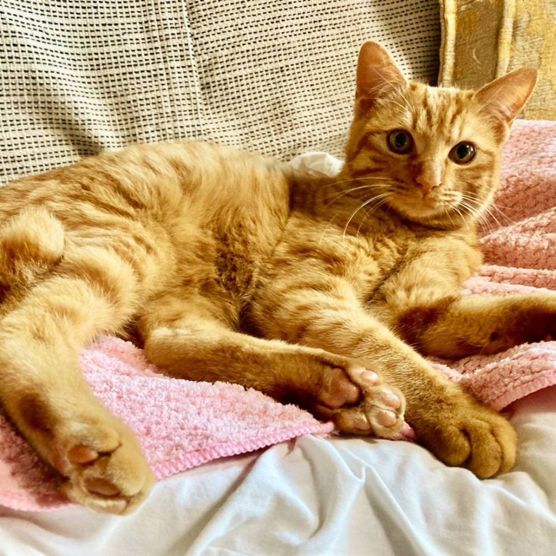 雑種（ミックス猫）・オスの里親募集の写真