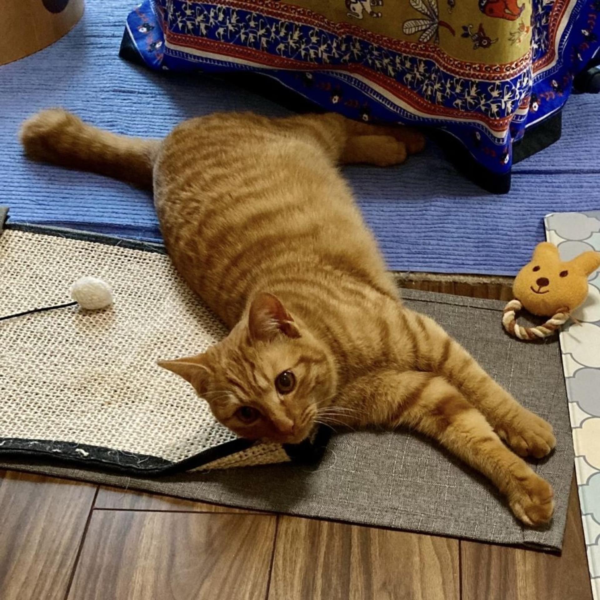 pet-image-3