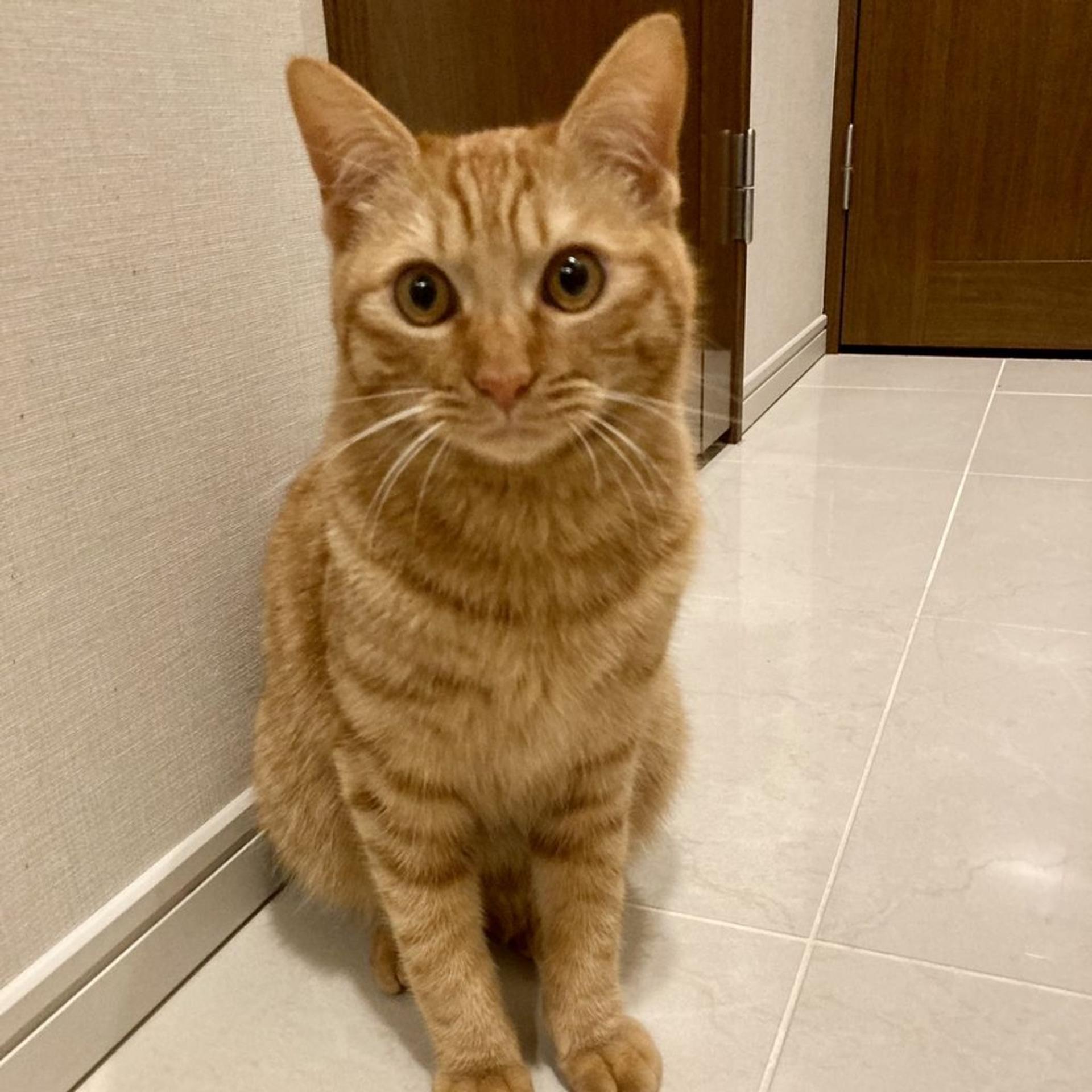 pet-image-5