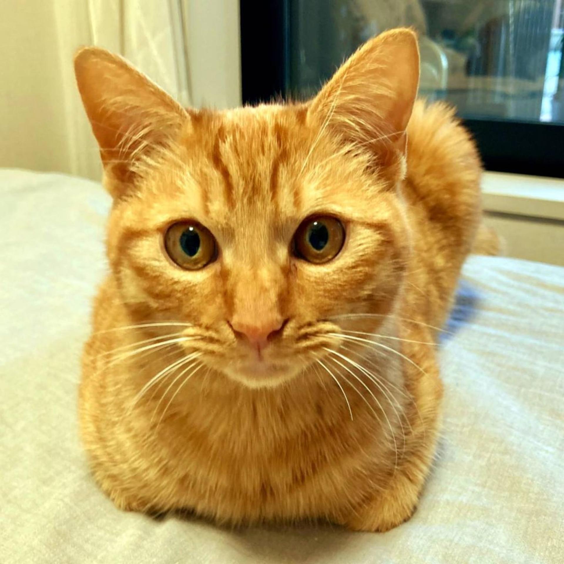 pet-image-6