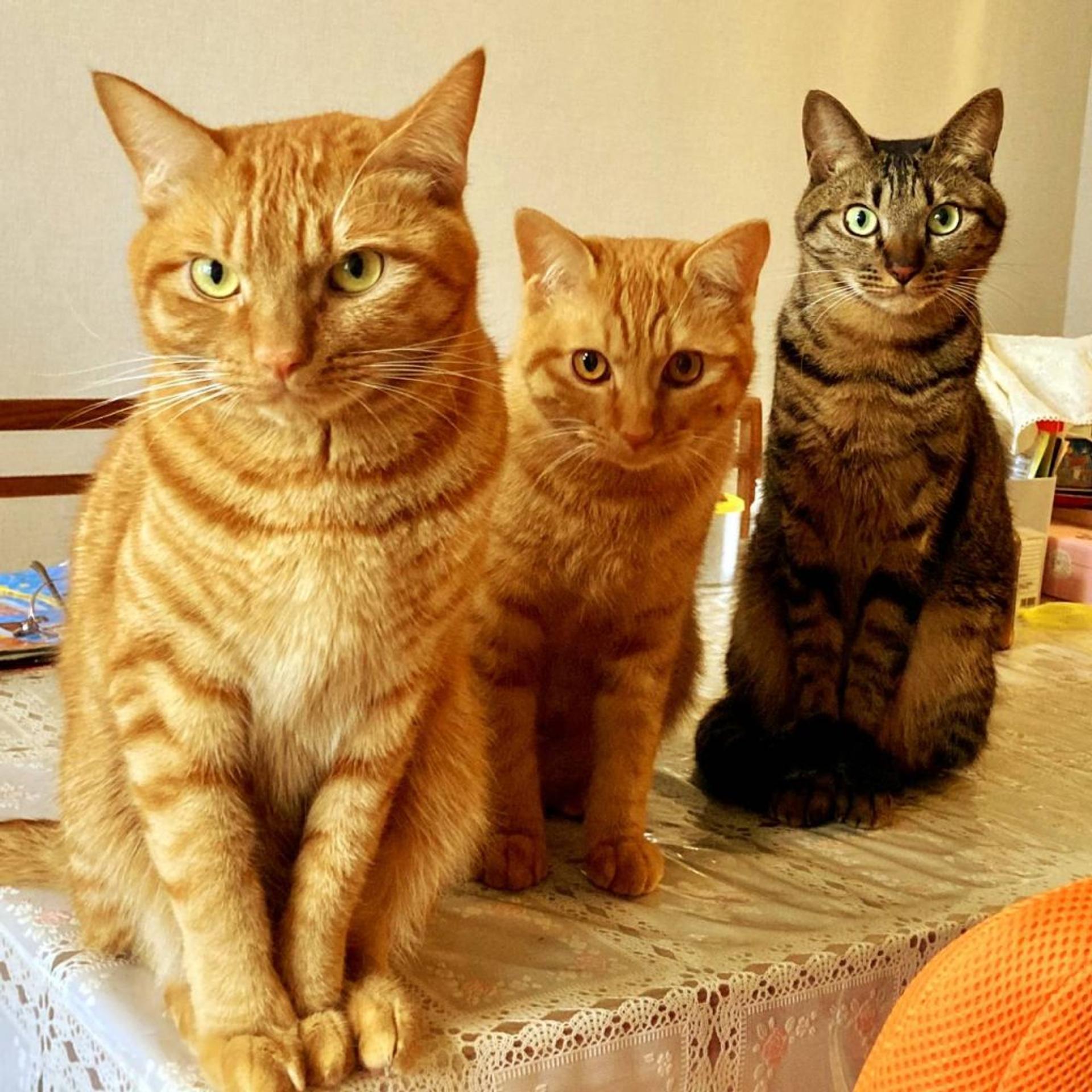 pet-image-9