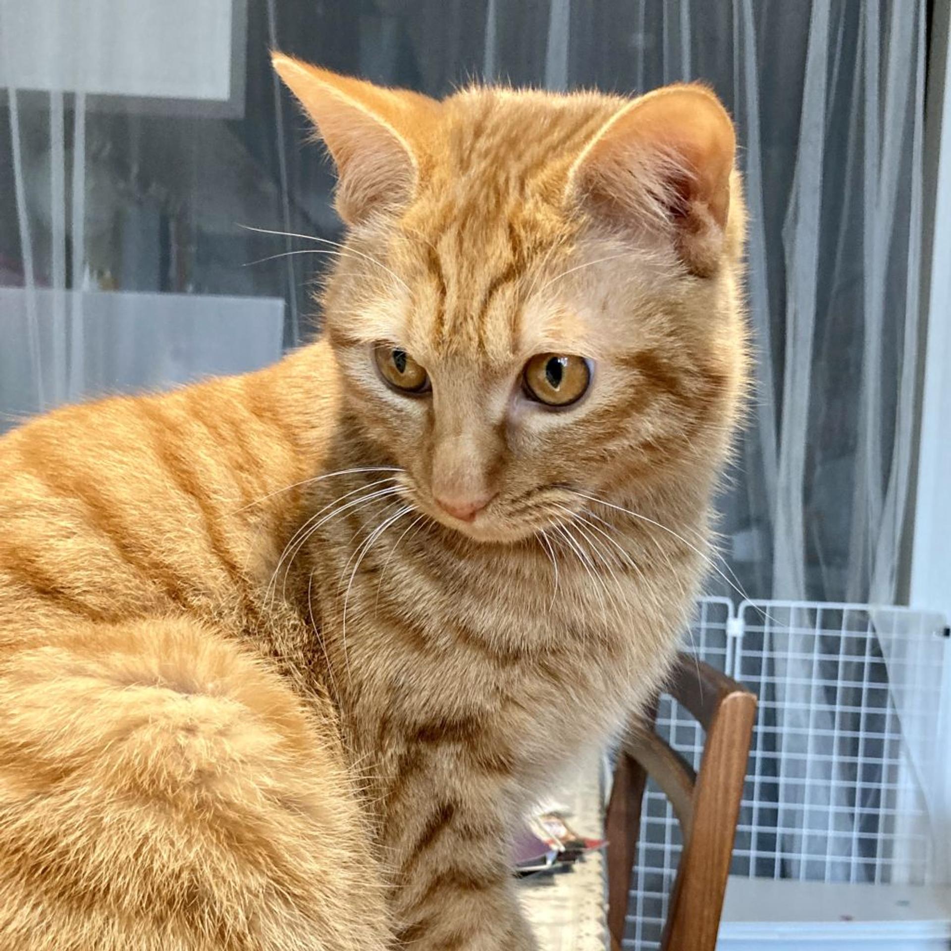 pet-image-10