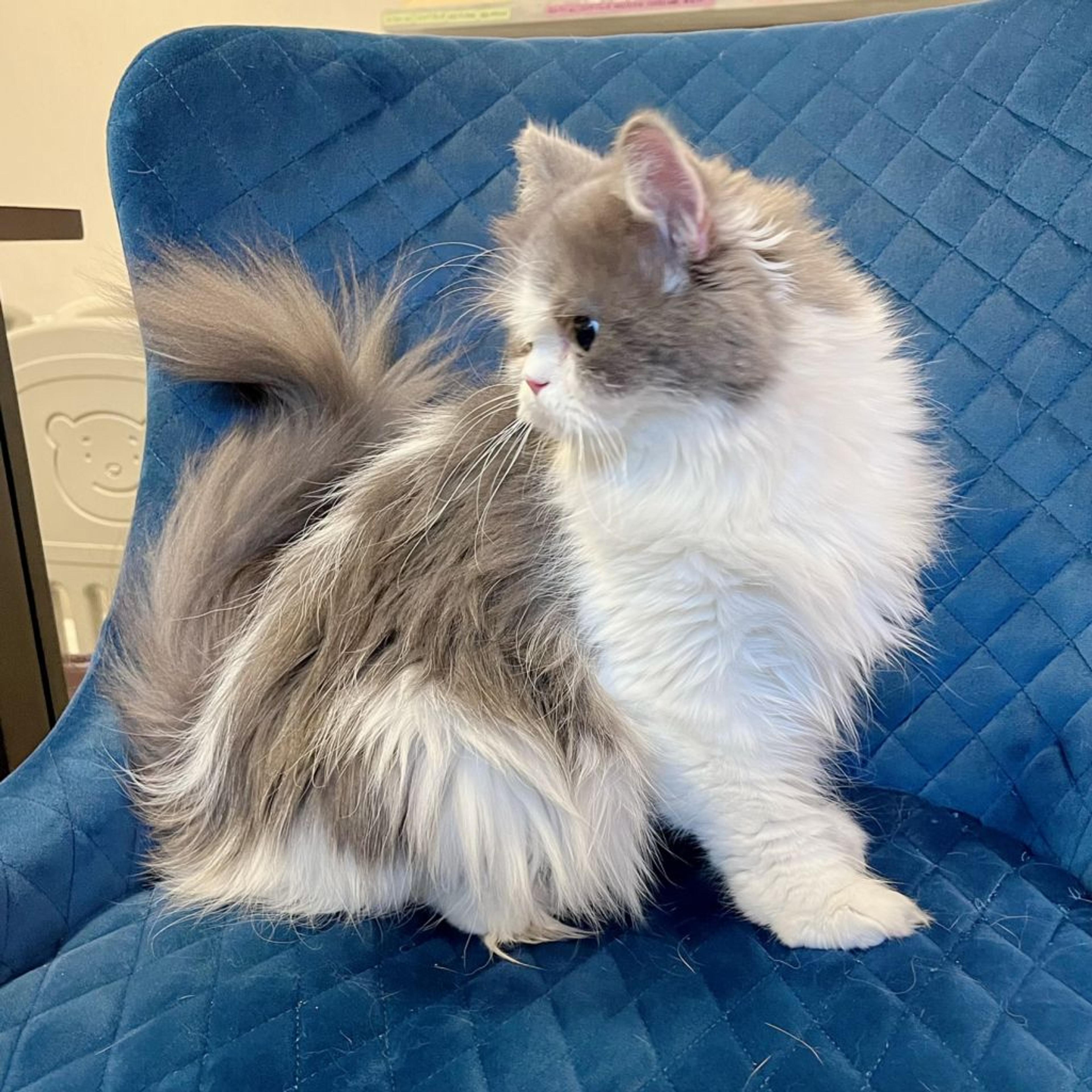 pet-image-6