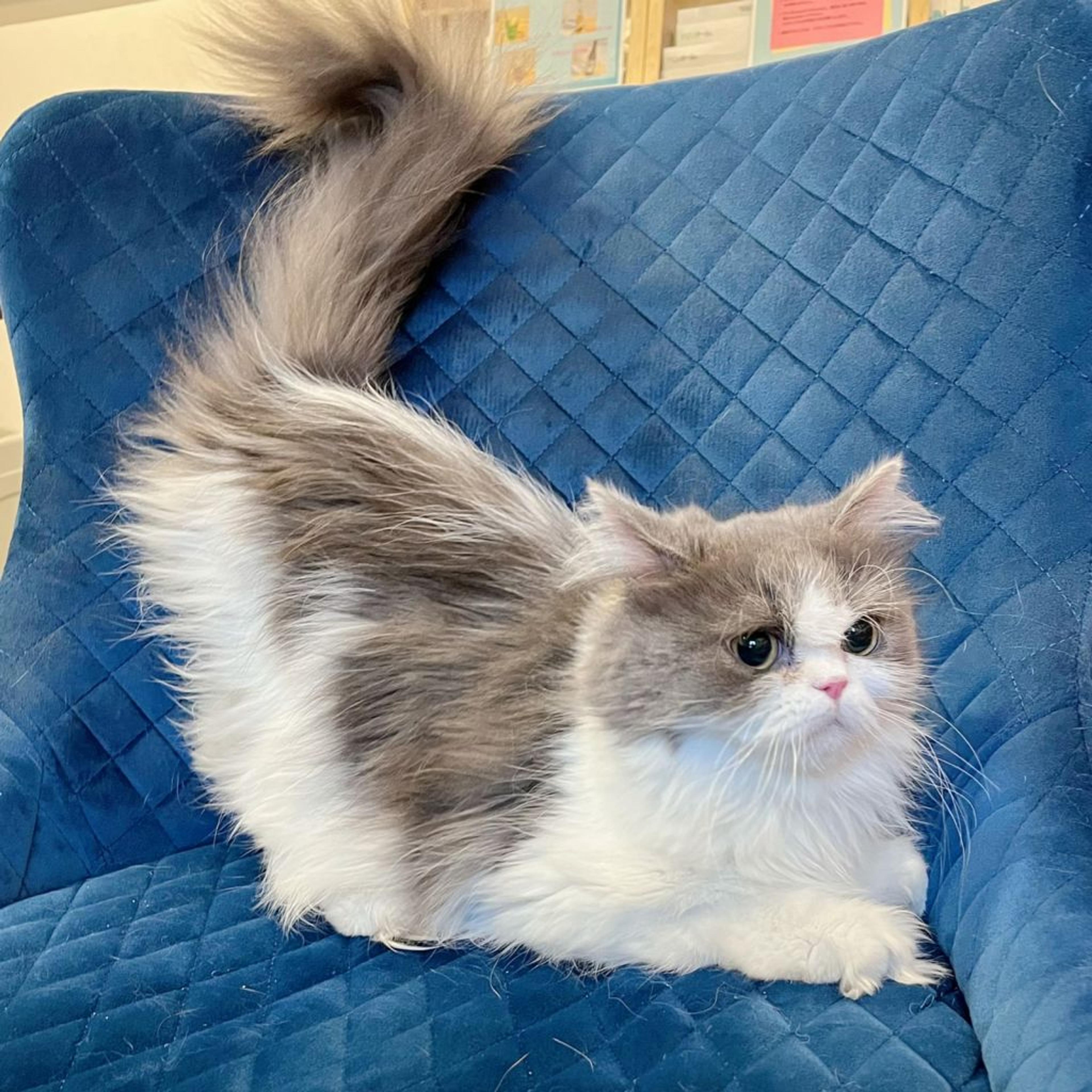 pet-image-8