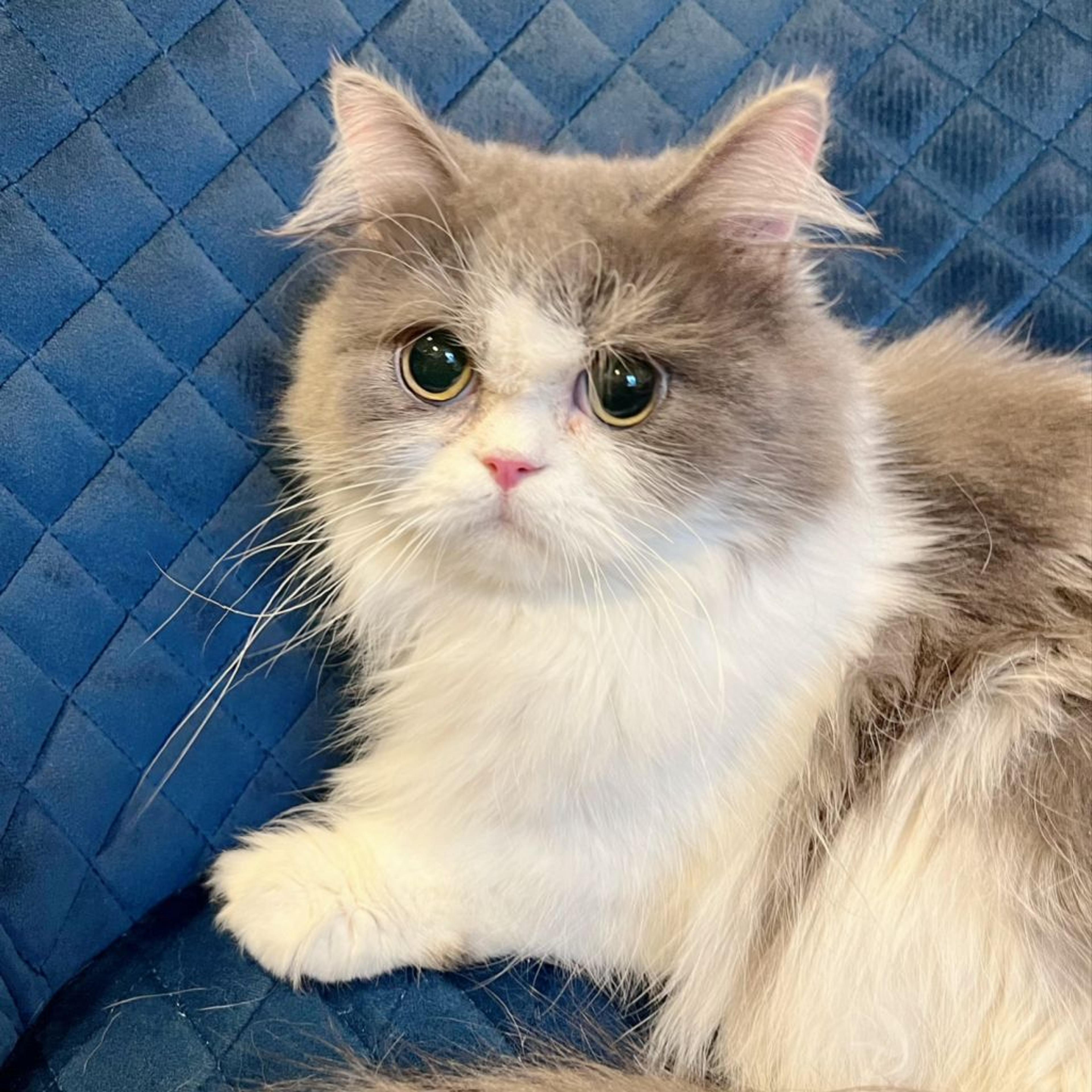pet-image-2