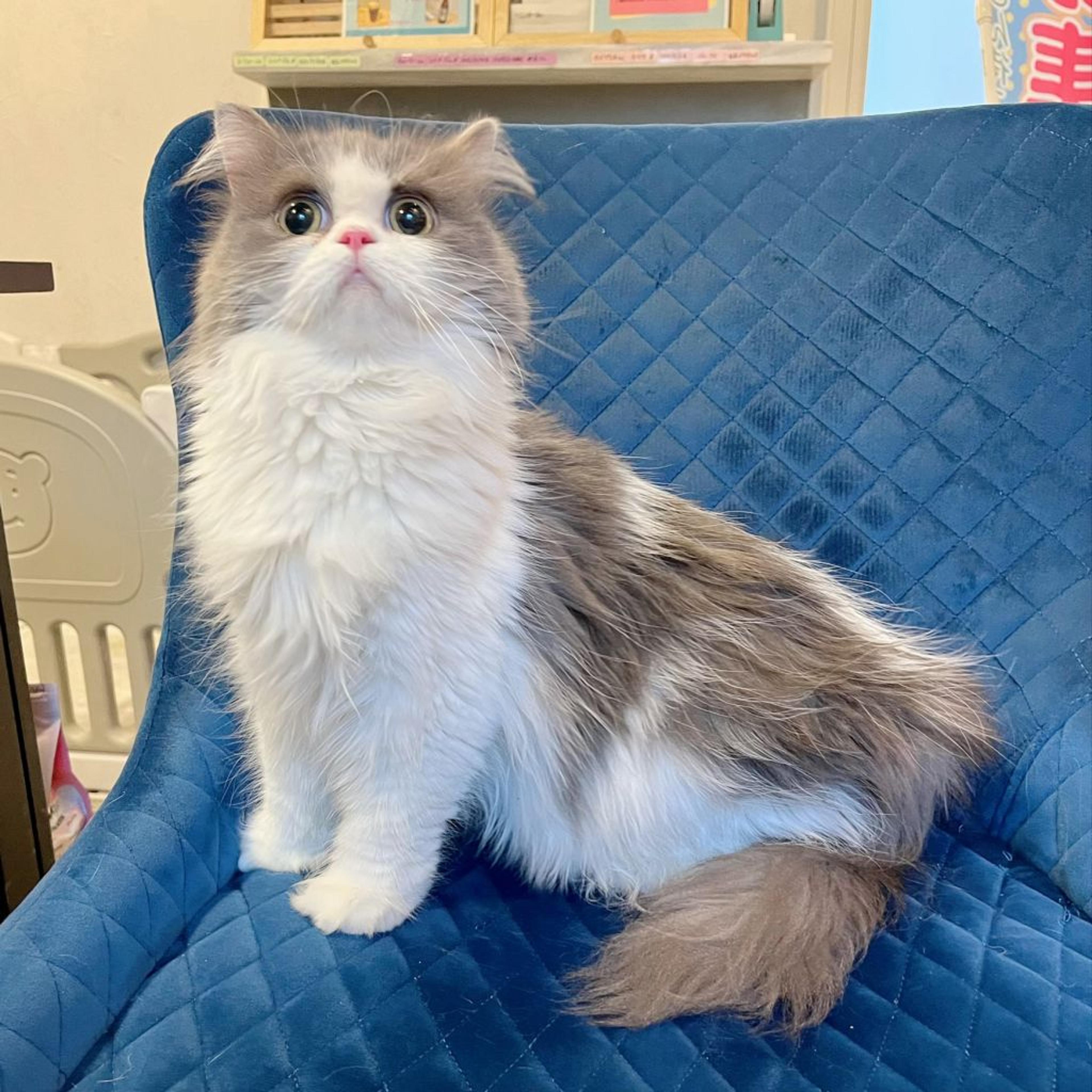 pet-image-4