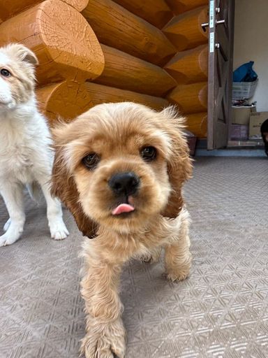 シャノン