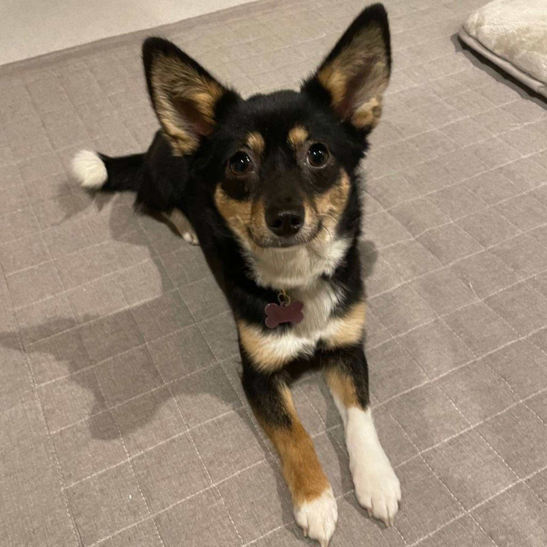 雑種（ミックス犬）・メスの里親募集の写真