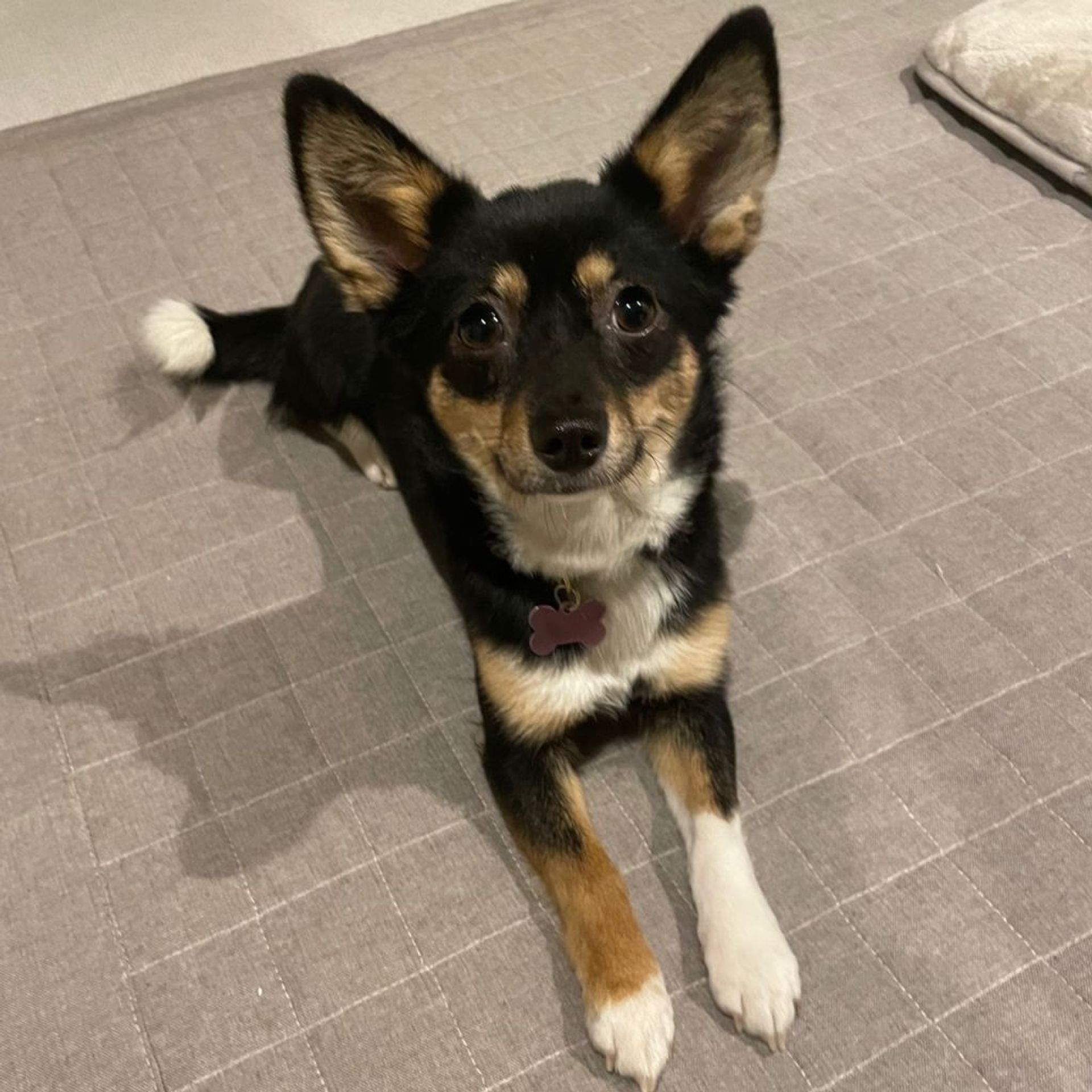 雑種（ミックス犬）・メスの里親募集の写真